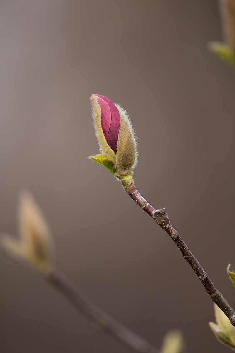 Canon EF 500mm F4L IS II USM sample photo. Magnolia bud photography