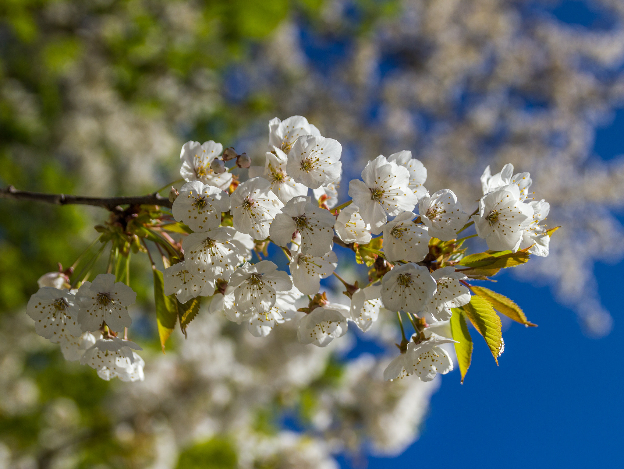 Sigma 18-50mm f/2.8 Macro sample photo. Bright photography