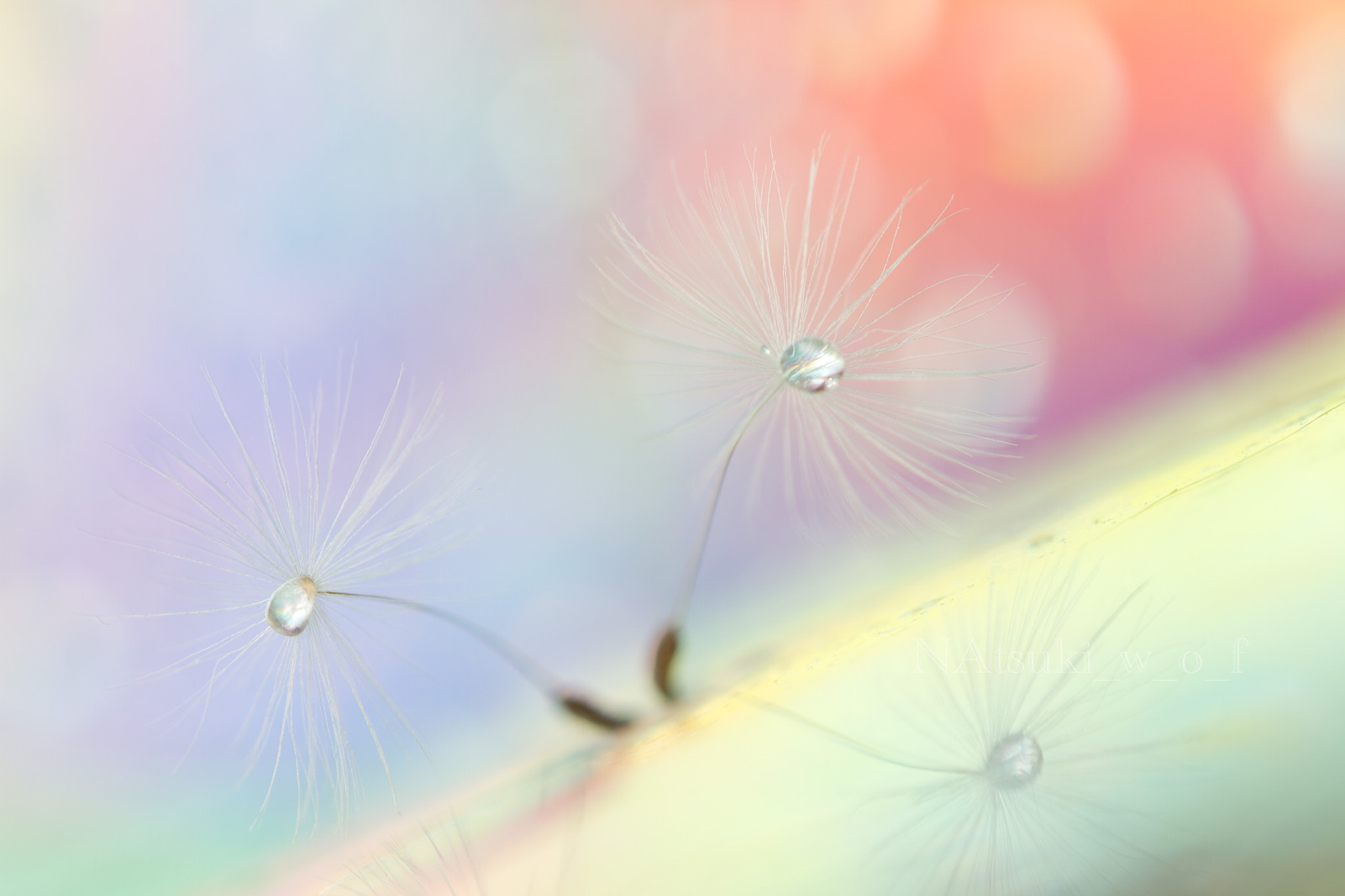 Tamron SP AF 180mm F3.5 Di LD (IF) Macro sample photo. Fantasy world photography