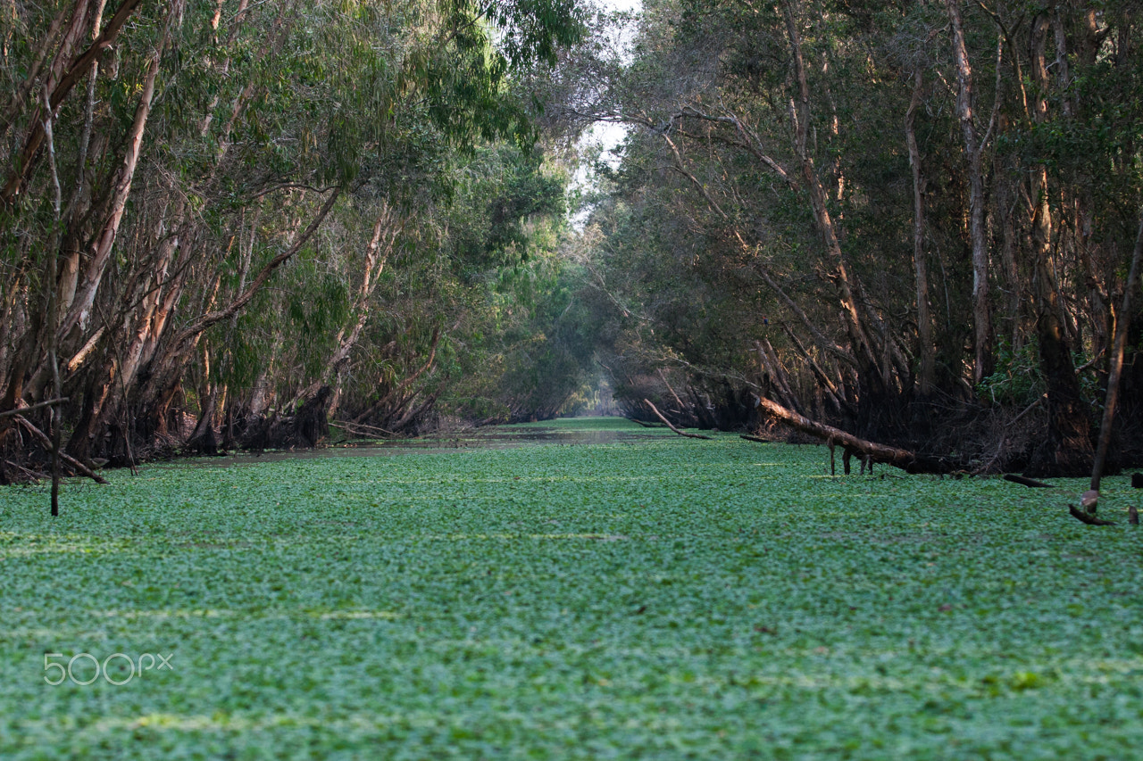Canon EOS 30D sample photo. Tra su forest - mangroves.jpg photography