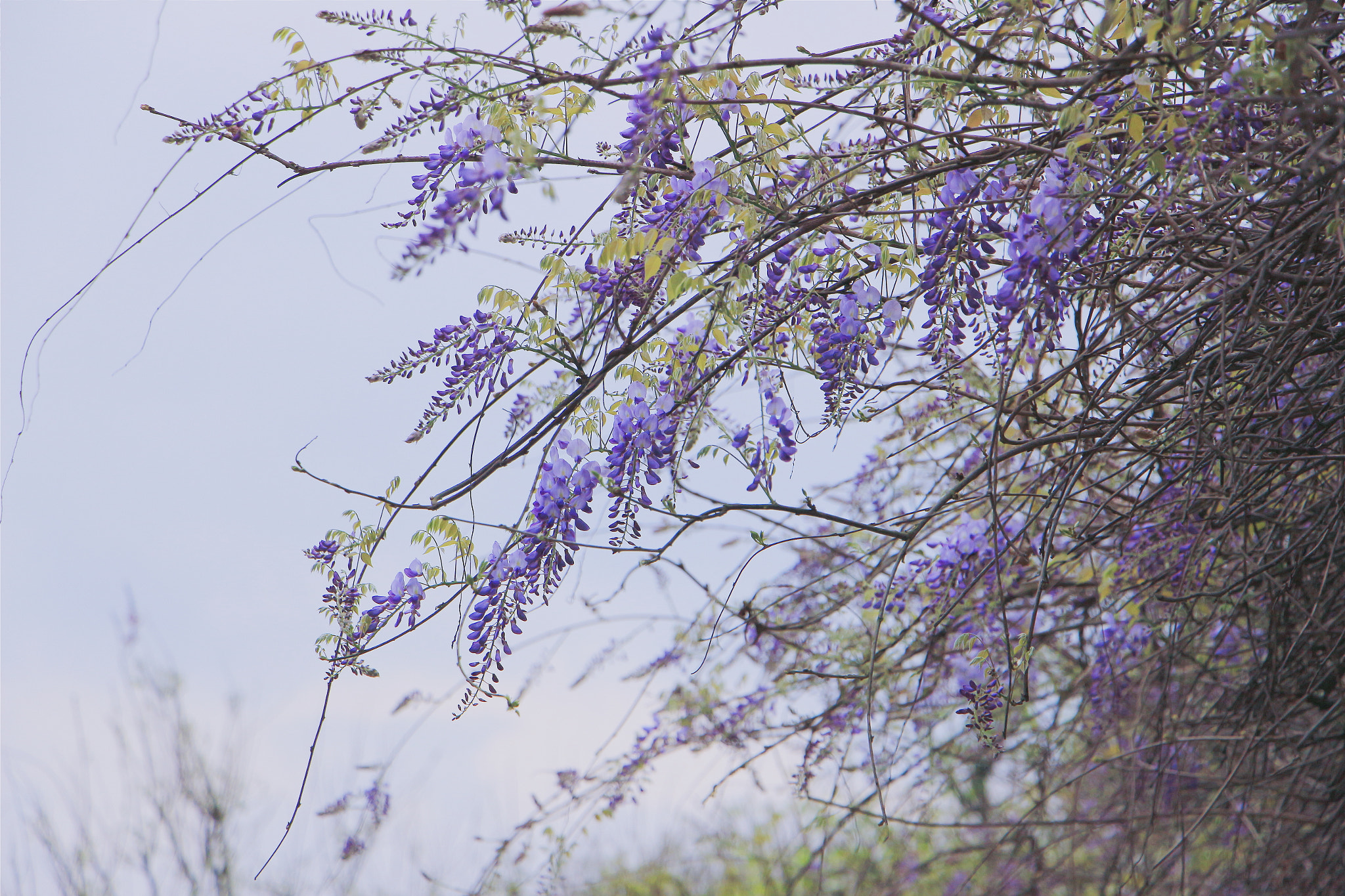 Canon EF 70-200mm F2.8L IS USM sample photo. 葡萄 photography