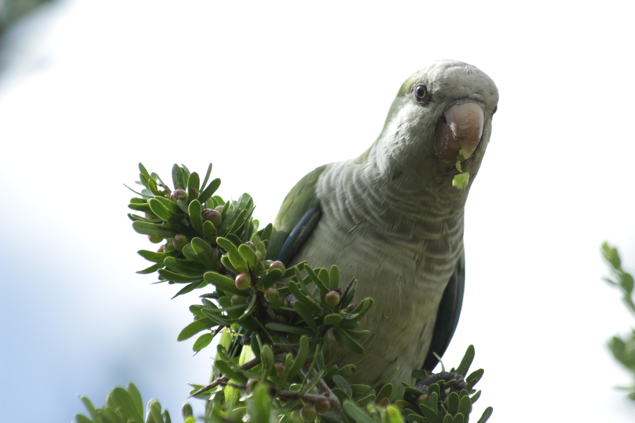 Canon EF 35-80mm f/4-5.6 sample photo. Papita pal' loro photography
