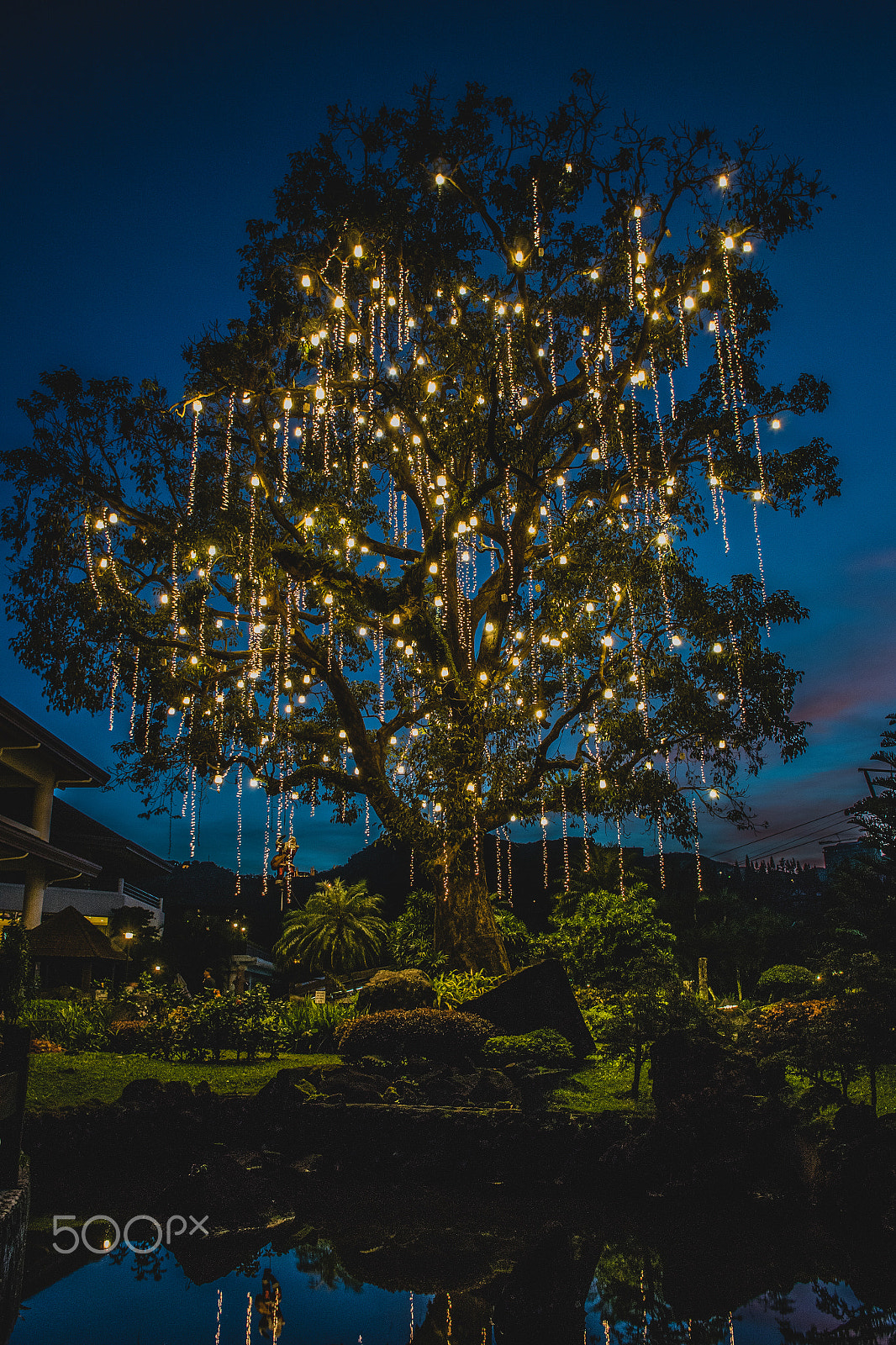 Nikon 1 V3 + Nikon 1 Nikkor 10mm F2.8 sample photo. Chirstmas tree photography