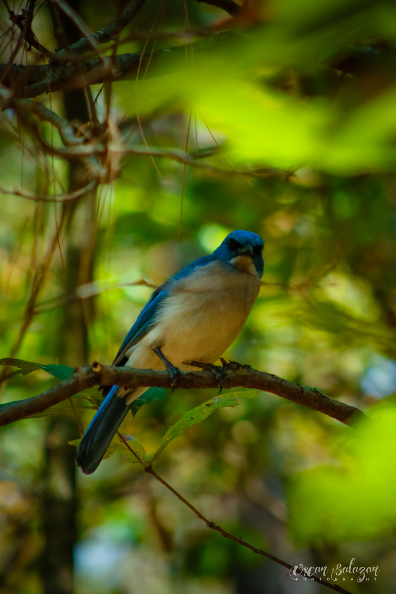 Canon EOS 750D (EOS Rebel T6i / EOS Kiss X8i) + EF75-300mm f/4-5.6 sample photo. Chipinque monterrey nuevo león méxico photography