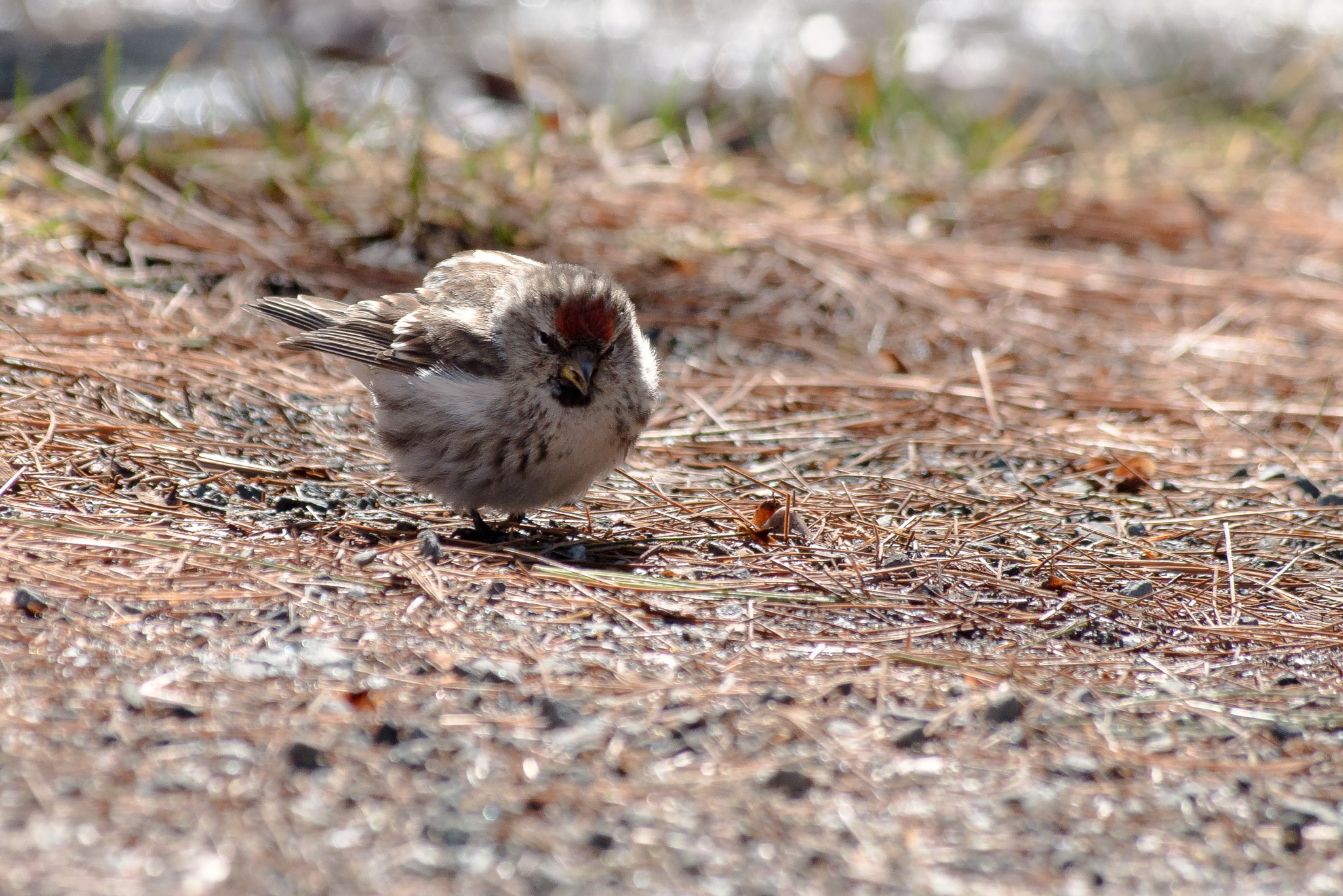 smc PENTAX-DA L 50-200mm F4-5.6 ED sample photo. Angry bird photography