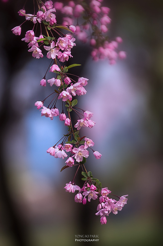 Pentax K-3 sample photo. Pink forest of april photography