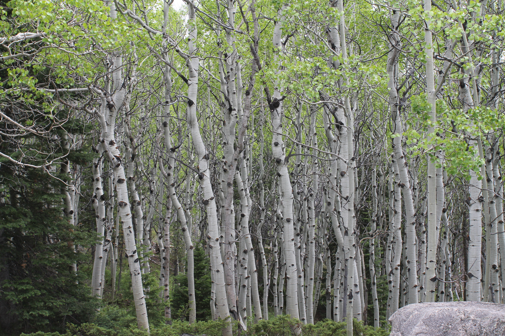 Canon EF 35-80mm f/4-5.6 sample photo. Aspen grove photography