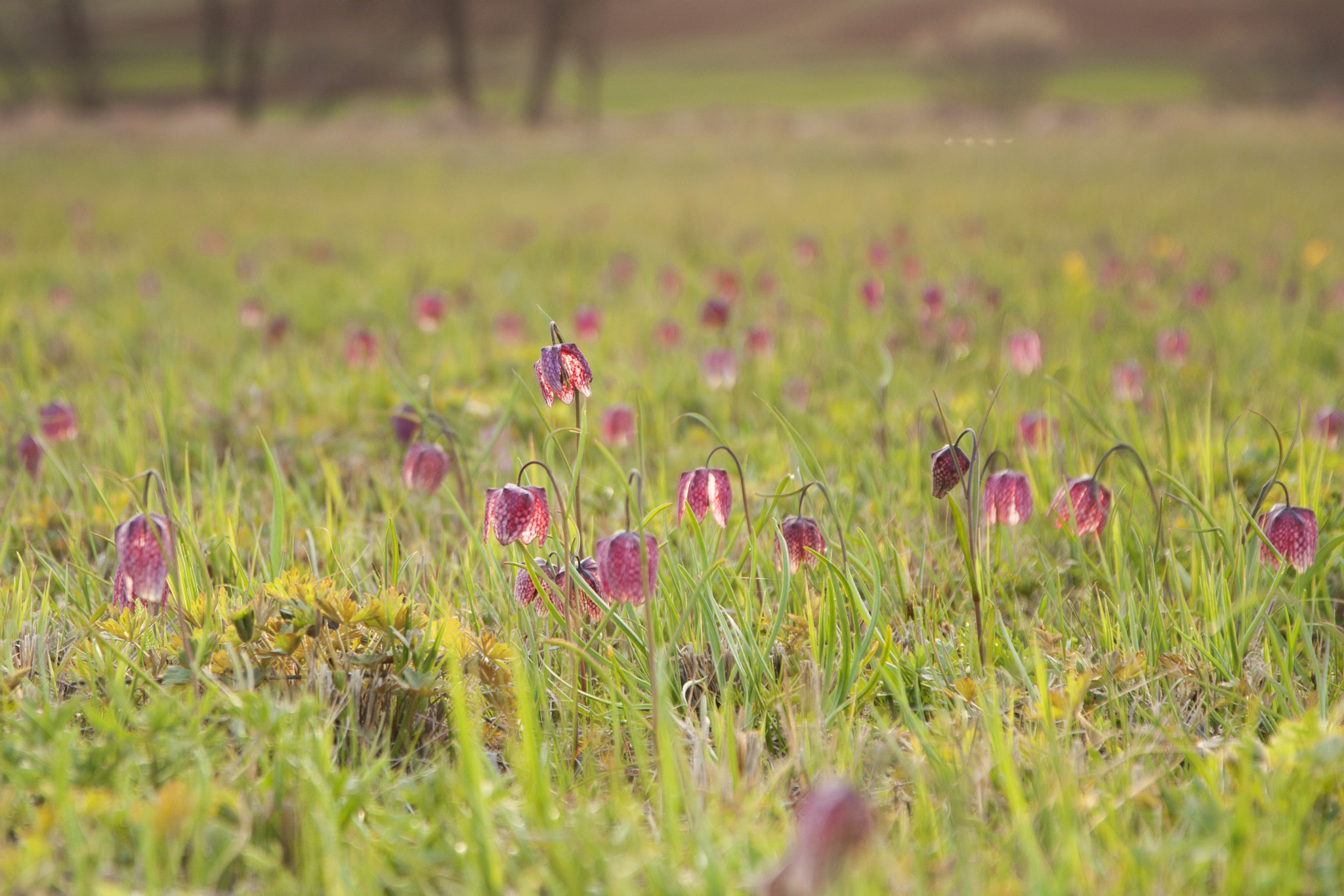 Canon EOS 450D (EOS Rebel XSi / EOS Kiss X2) + Canon EF 500mm F4L IS USM sample photo. Field of fritillaria meleagris photography