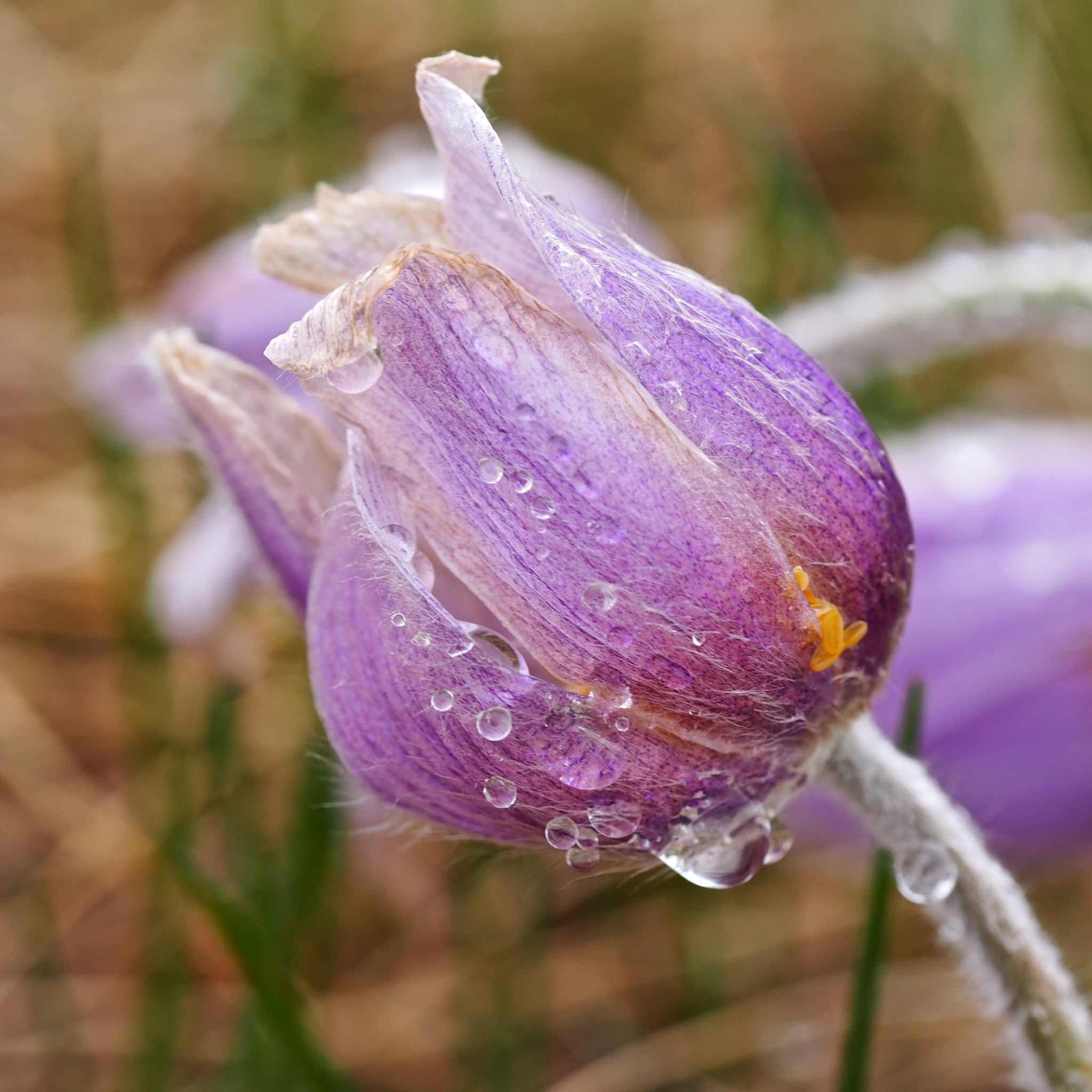 Olympus PEN E-PM2 sample photo. Spring chill photography