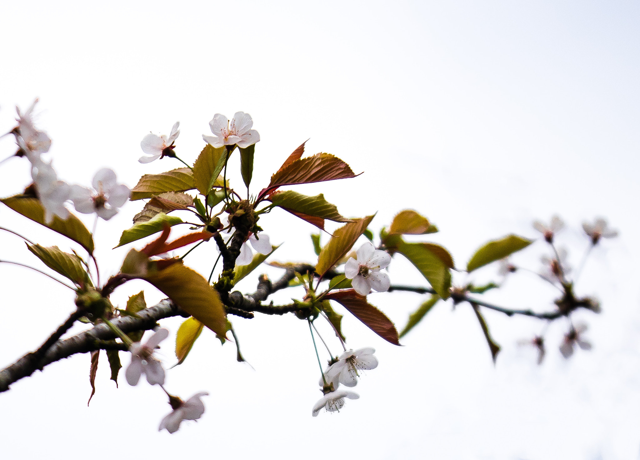 Panasonic Lumix G X Vario 35-100mm F2.8 OIS sample photo. White flowers photography