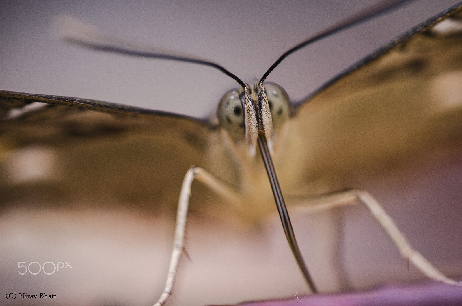 Sigma 150mm F2.8 EX DG Macro HSM sample photo. Magical eyes photography