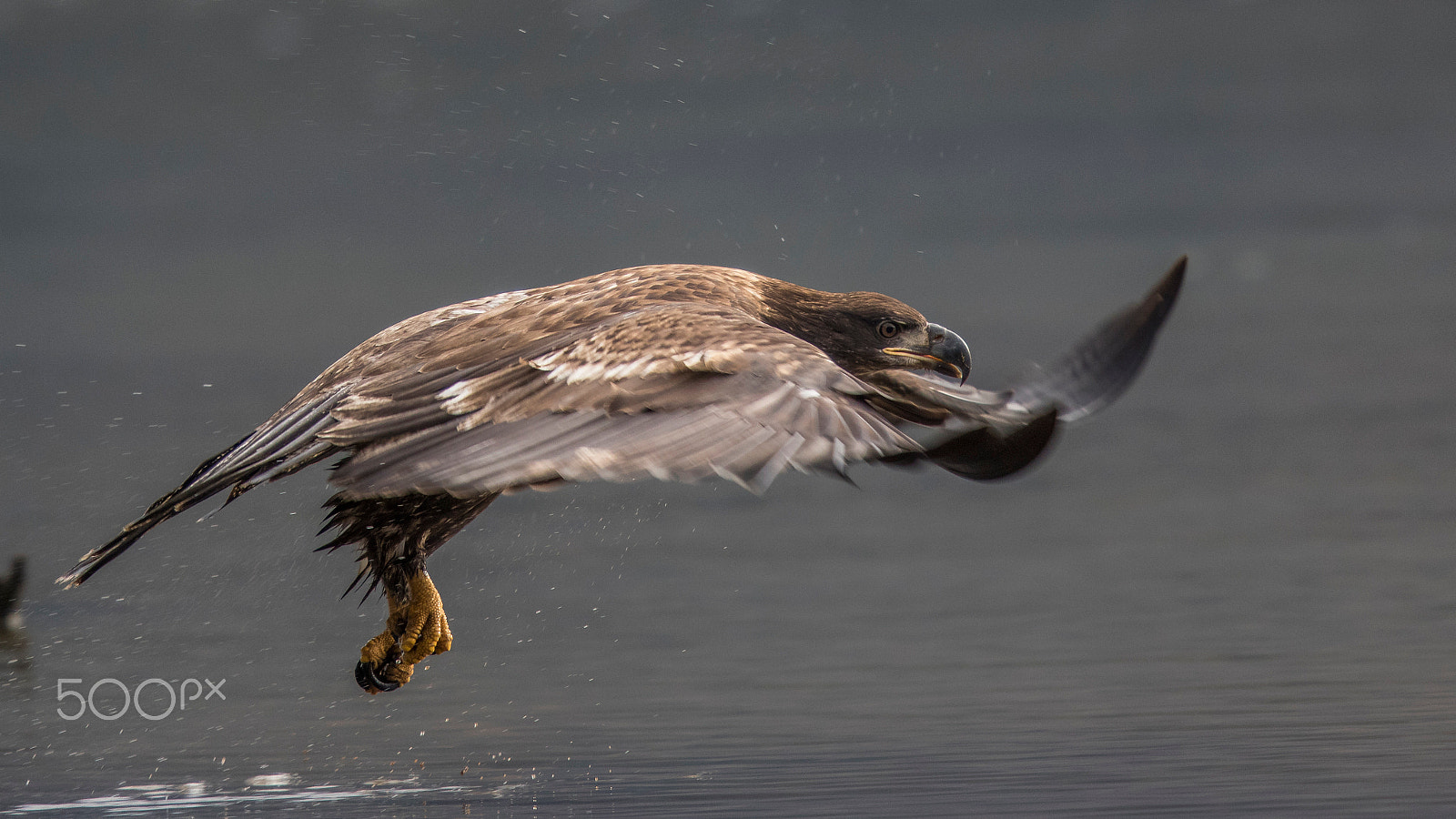 Canon EF 400mm F2.8L IS II USM sample photo. Running start photography