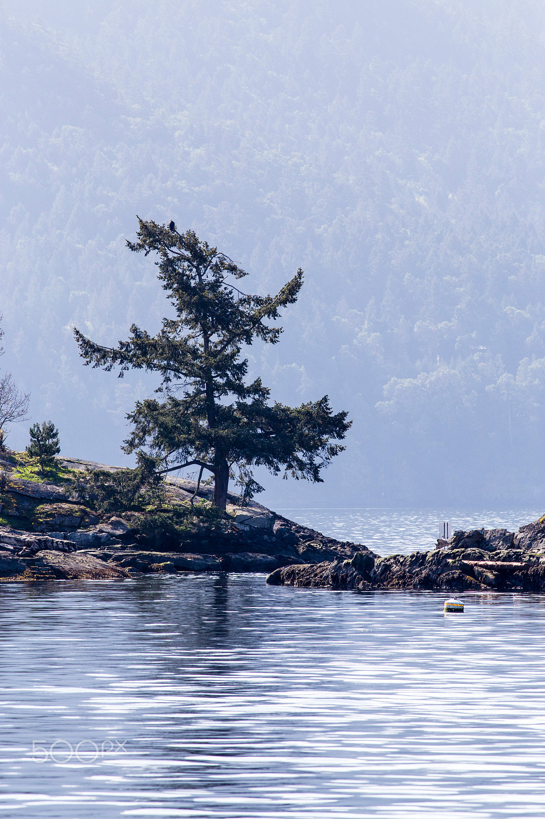 Canon EOS 6D + Canon EF 400mm F5.6L USM sample photo. Saltspring island photography