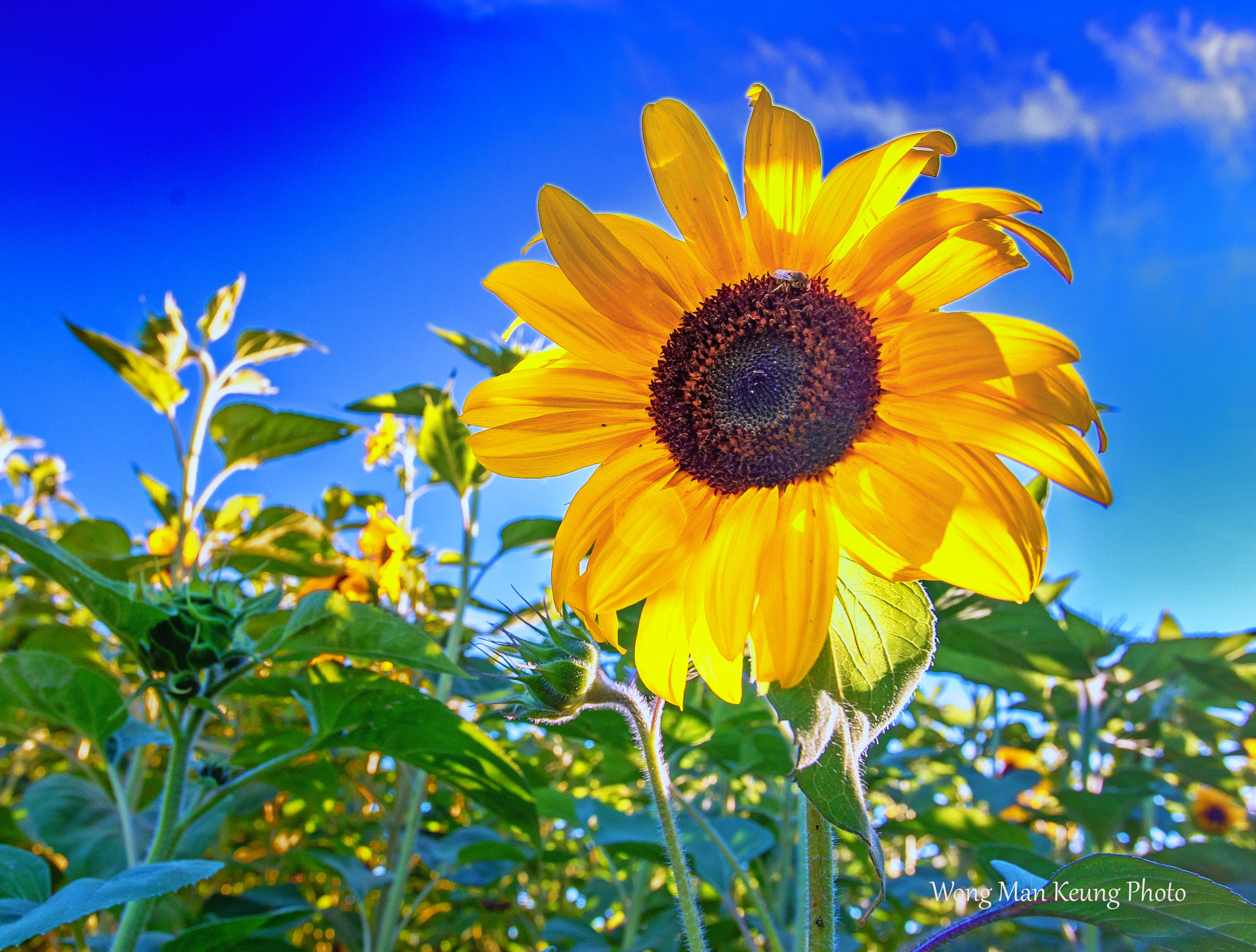 Canon EOS 6D + Canon EF 16-35mm F2.8L USM sample photo. Sunflower photography