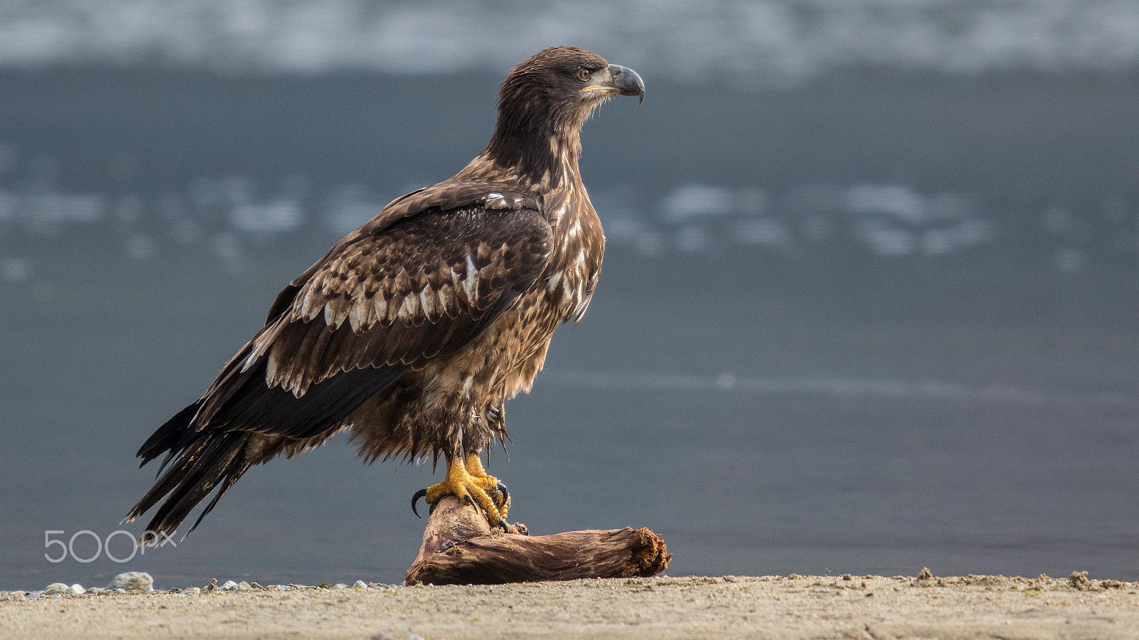 Canon EF 400mm F2.8L IS II USM sample photo. Just landed photography