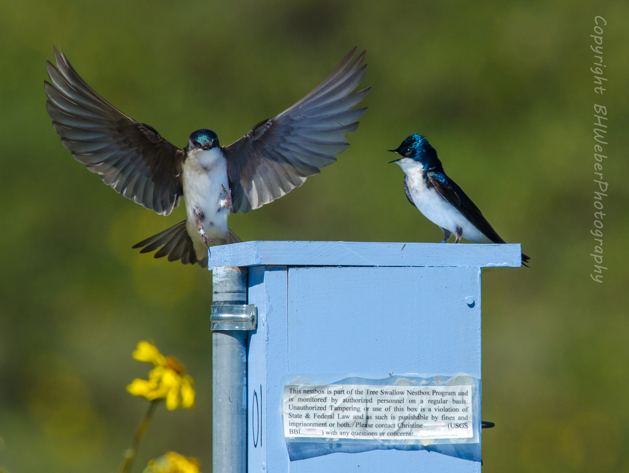 Nikon Nikkor AF-S 300mm F4E PF ED VR sample photo. Welcome home photography