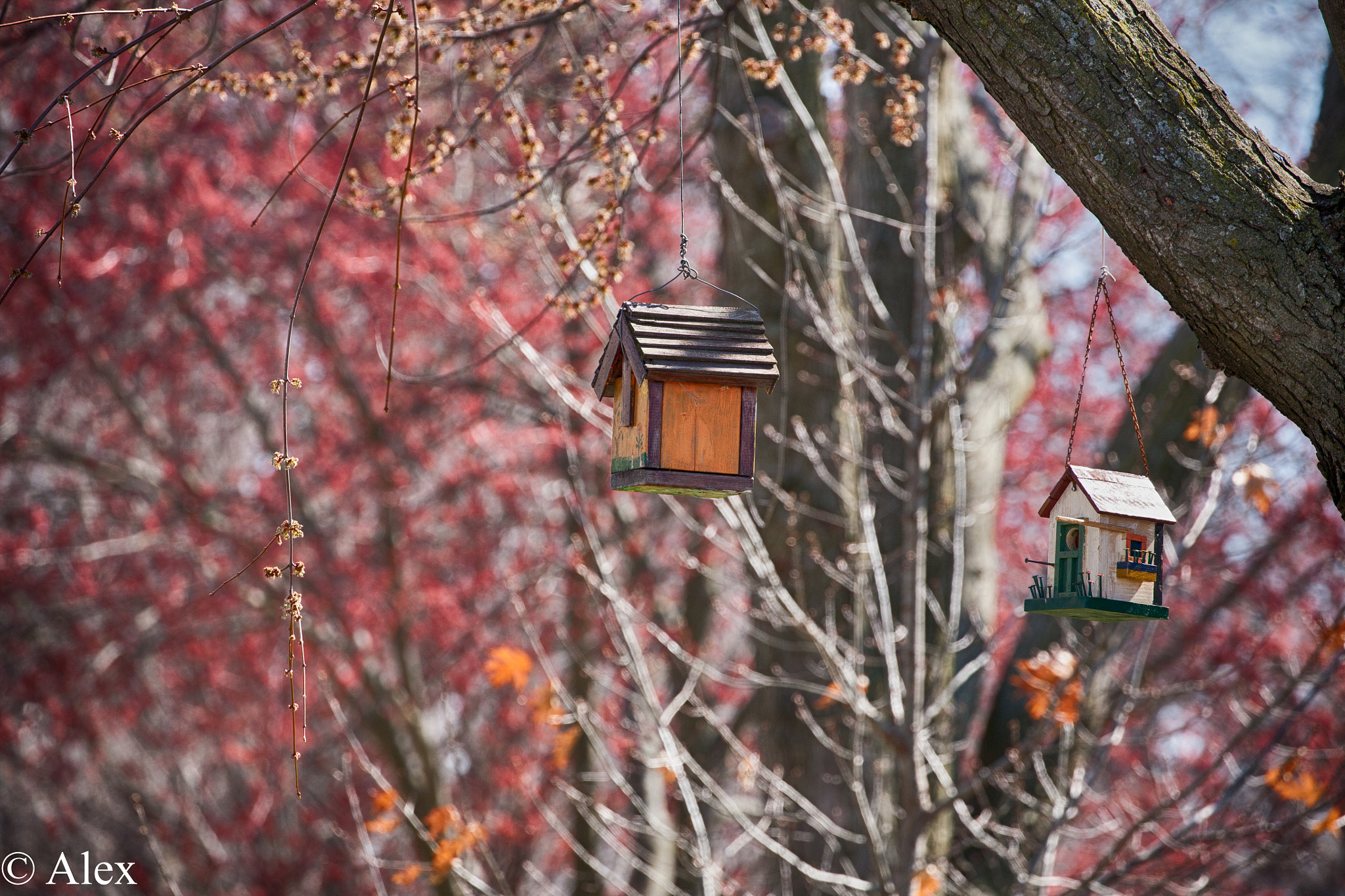 Canon EF 100-400mm F4.5-5.6L IS II USM sample photo. Img_8331.jpg photography