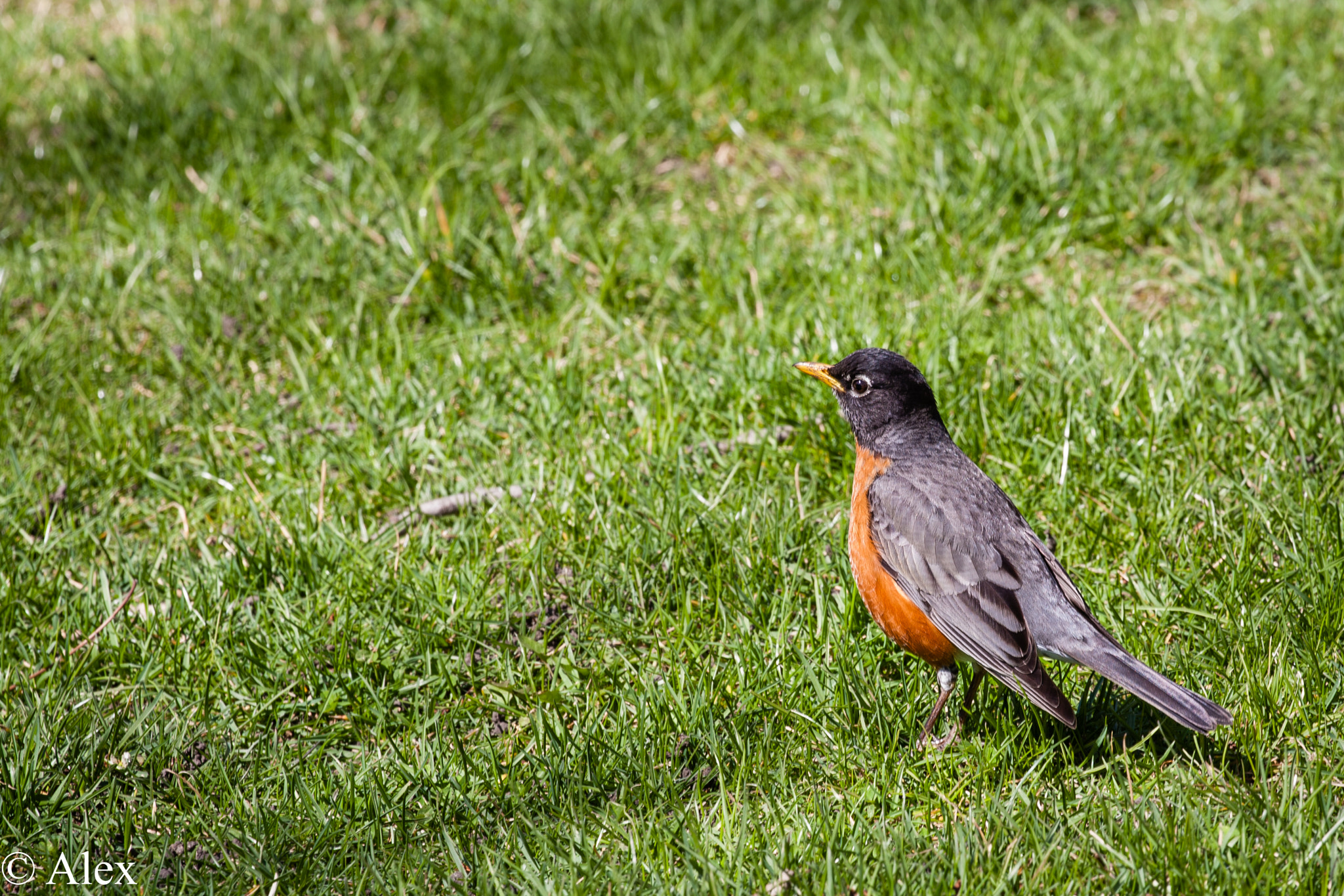 Canon EF 100-400mm F4.5-5.6L IS II USM sample photo. Img_8390.jpg photography