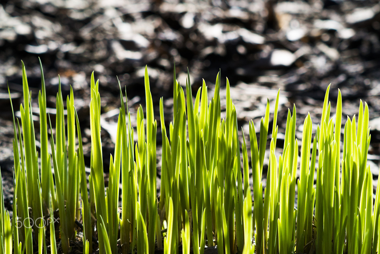 Nikon 1 V1 sample photo. Young grass photography