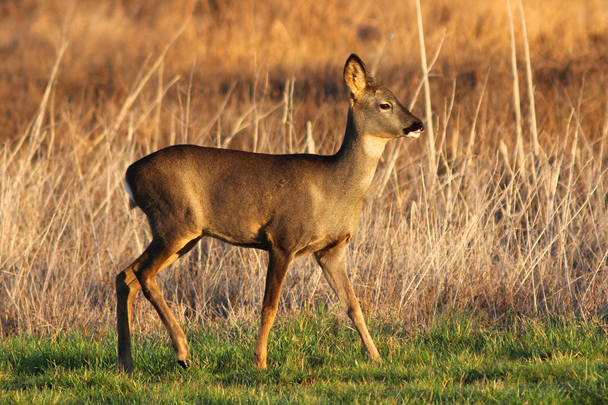 Canon EF 300mm F4L IS USM sample photo. Roe deer photography