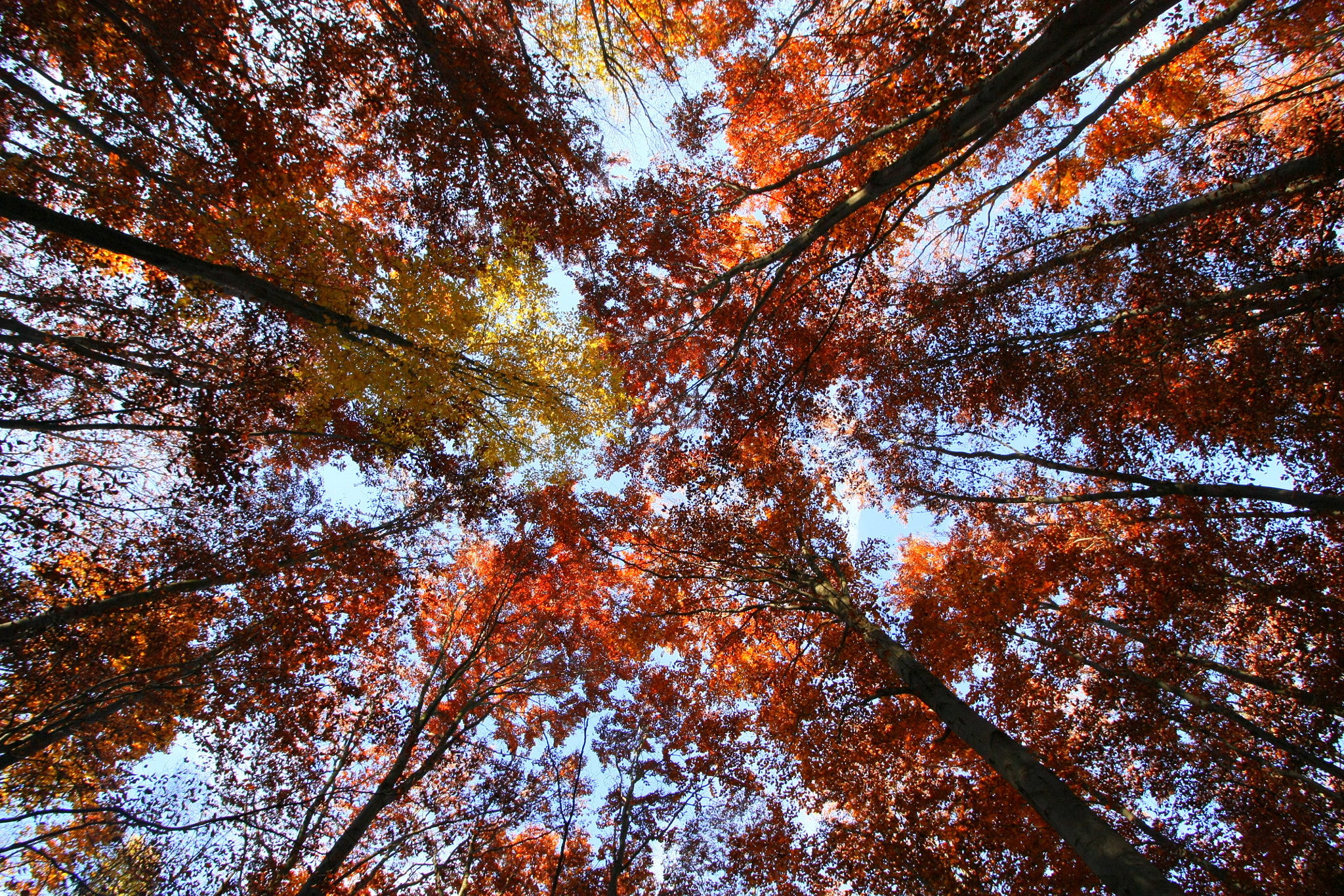 Canon EF-S 10-18mm F4.5–5.6 IS STM sample photo. "golden section" photography