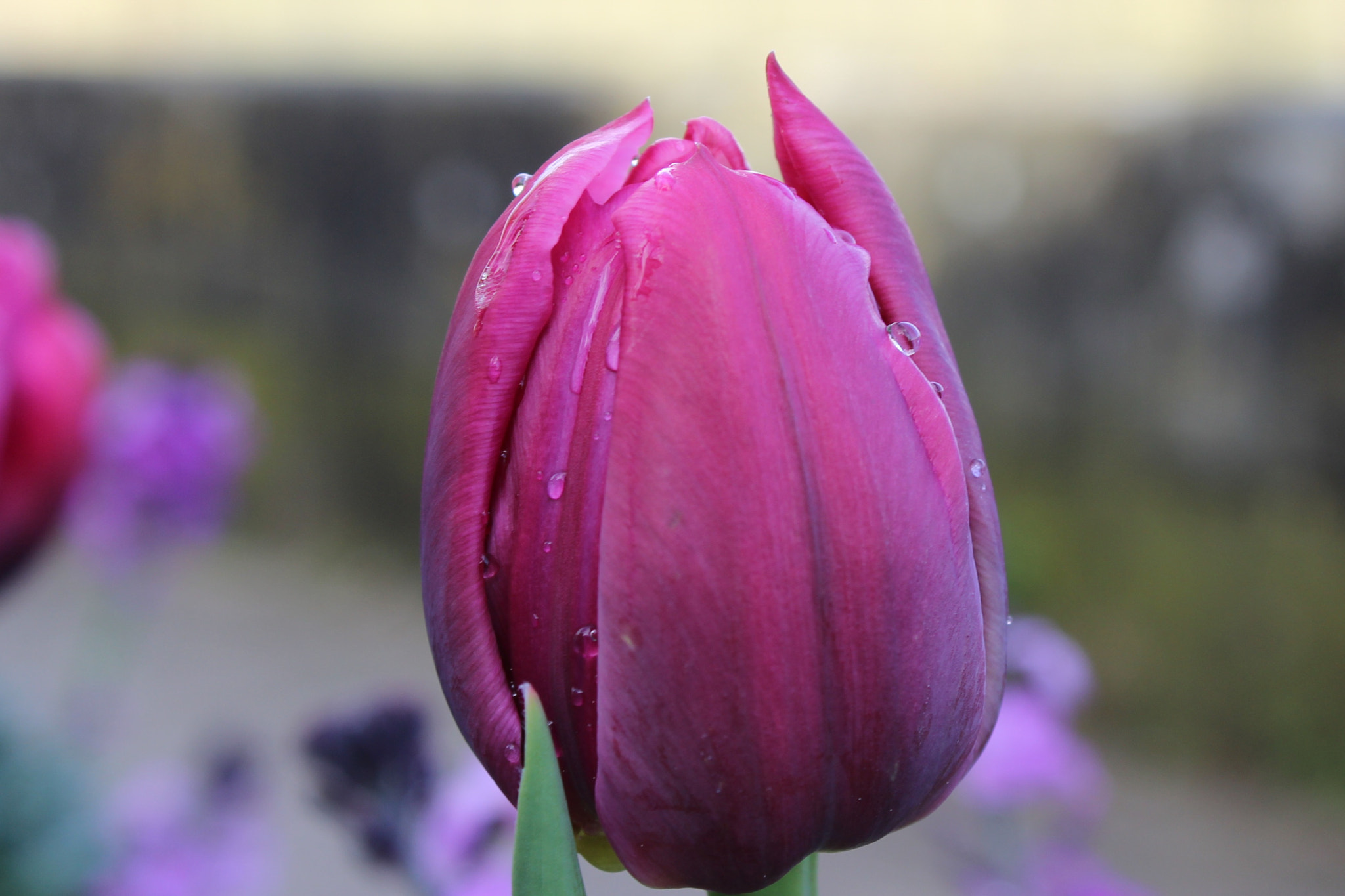 Canon EF-S 18-55mm F3.5-5.6 IS II sample photo. Image photography