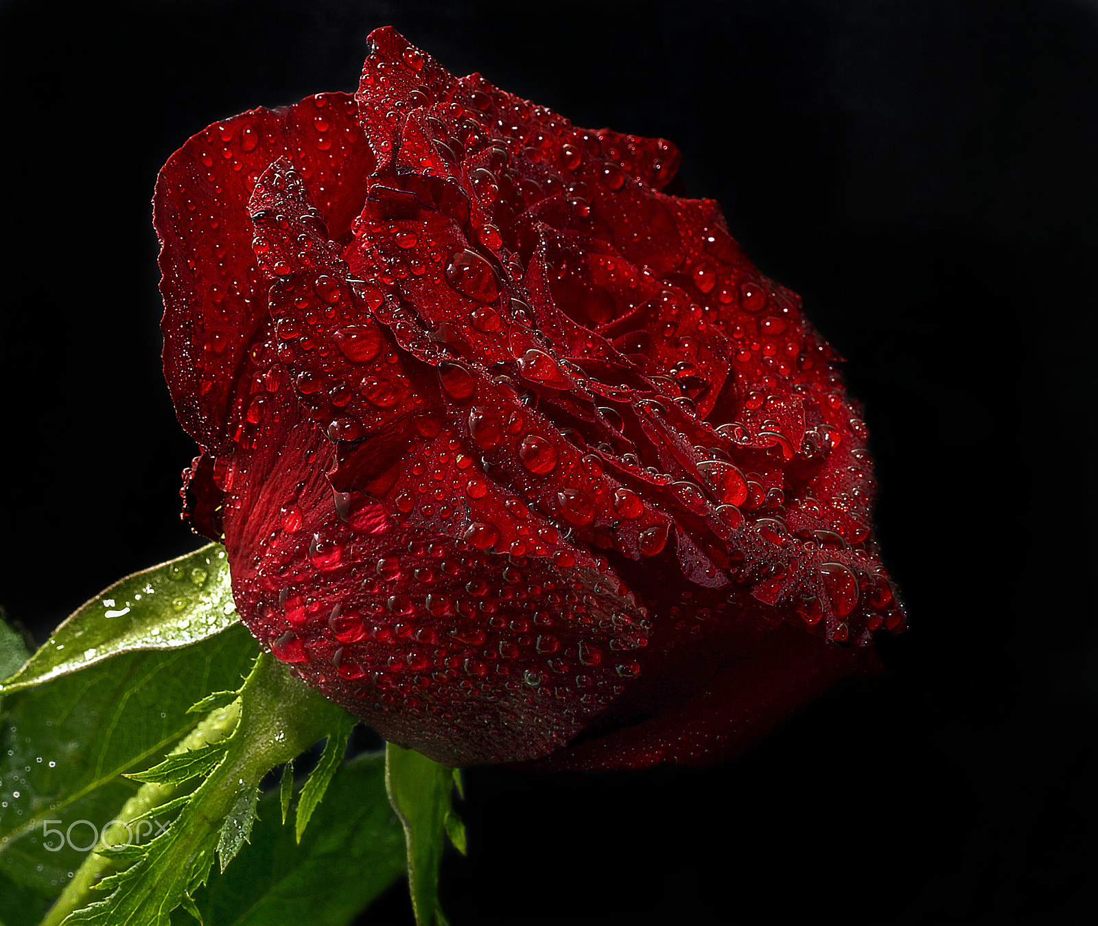 Sony DT 30mm F2.8 Macro SAM sample photo. Red.... photography