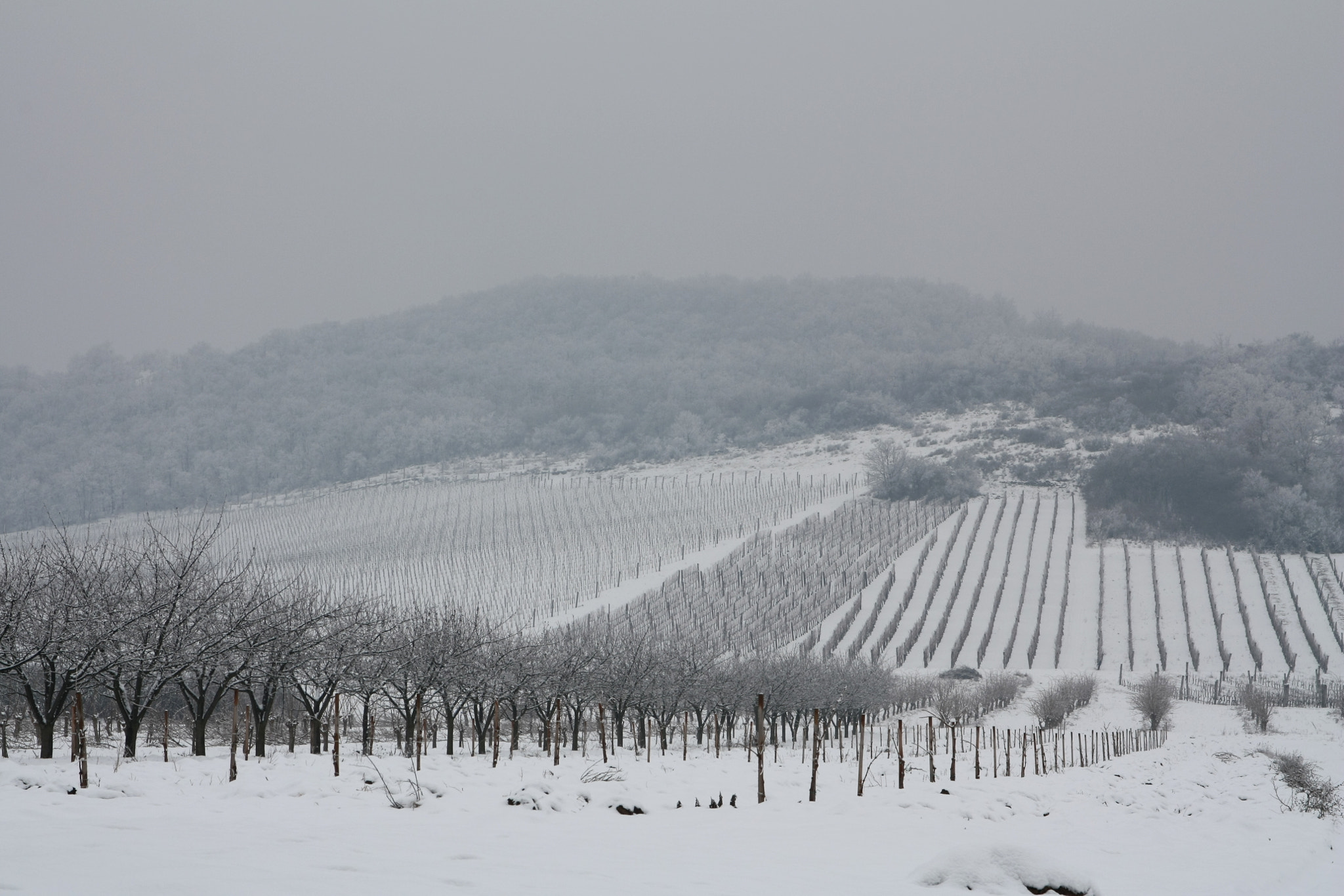 Canon EF 500mm F4L IS USM sample photo. Full coloured winter photography