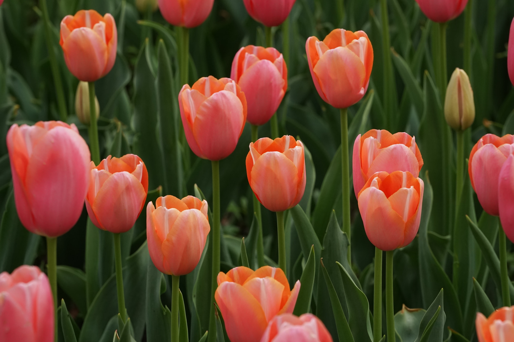 Sony FE 70-200mm F4 G OSS sample photo. Tulip 1 photography