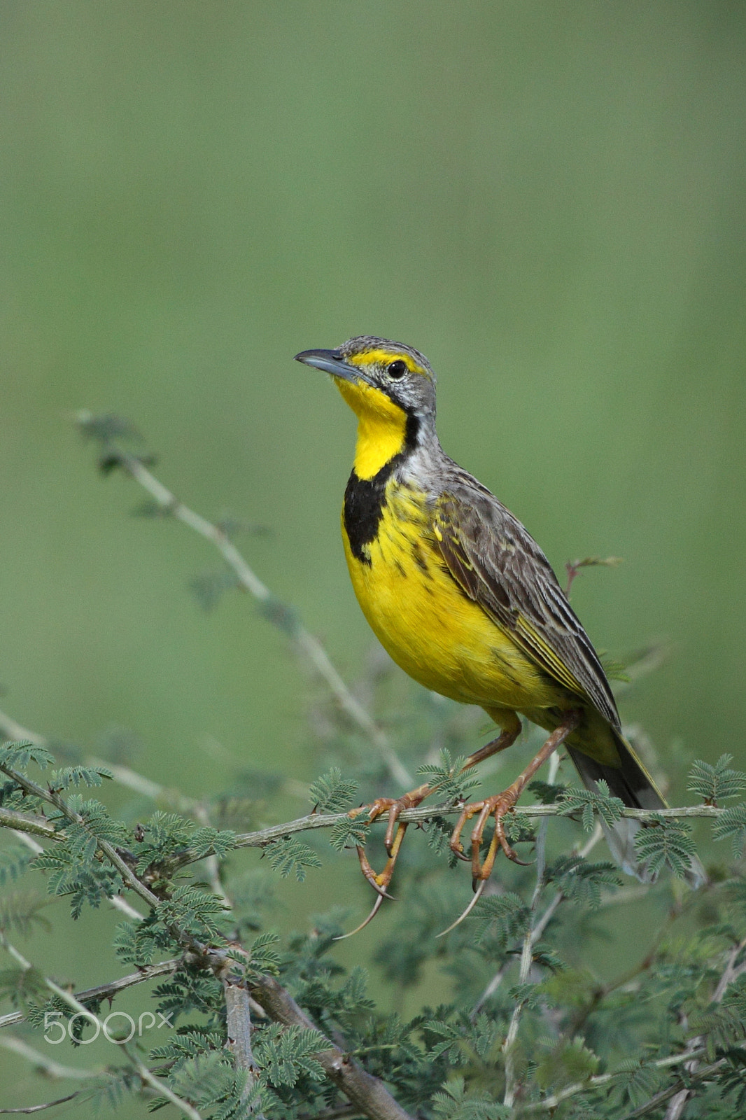 Canon EF 100-400mm F4.5-5.6L IS USM sample photo. Yellow-throated longclaw photography