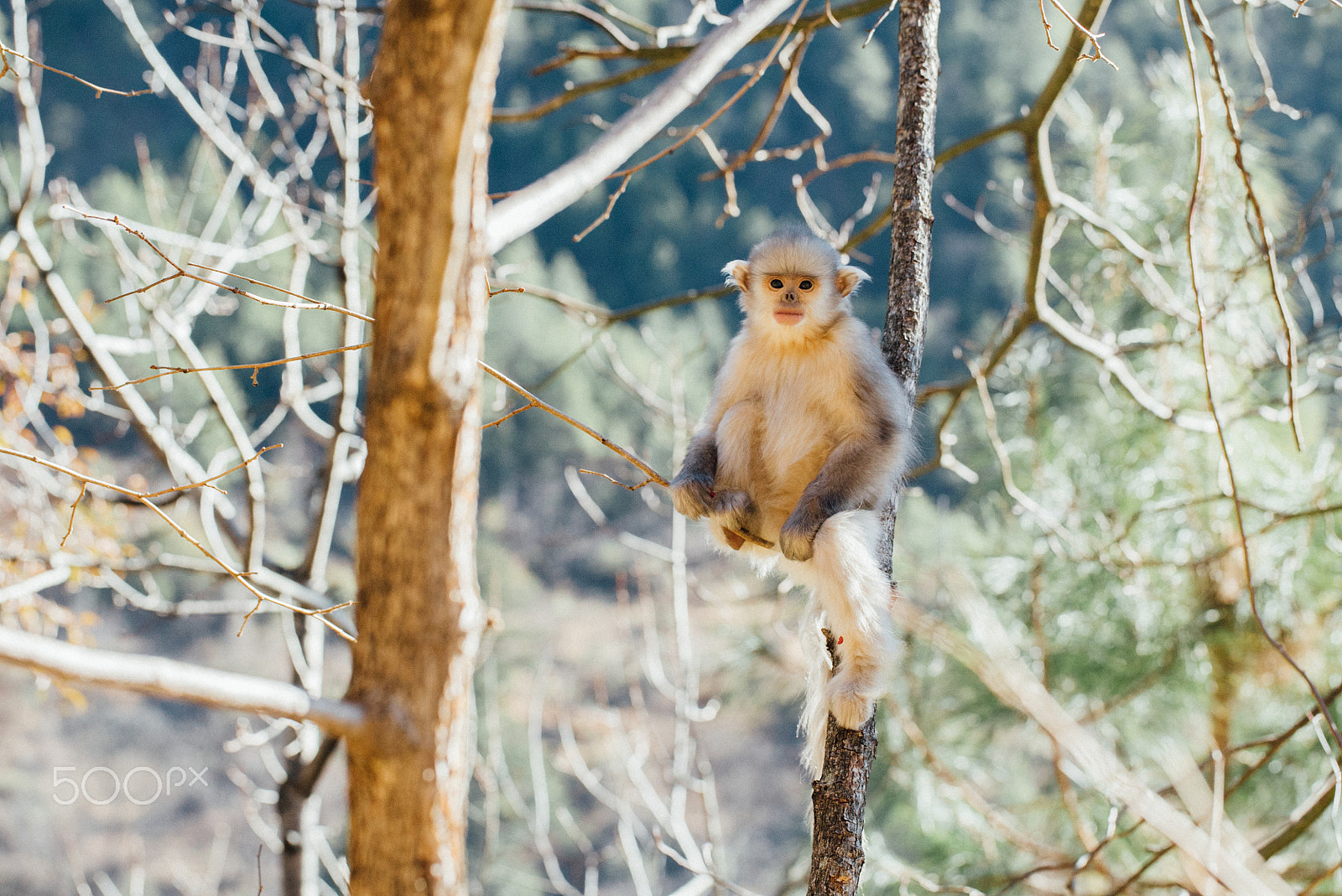 Sony a7S + Canon EF 100mm F2.8L Macro IS USM sample photo. Yunnan snub-nosed monkey photography