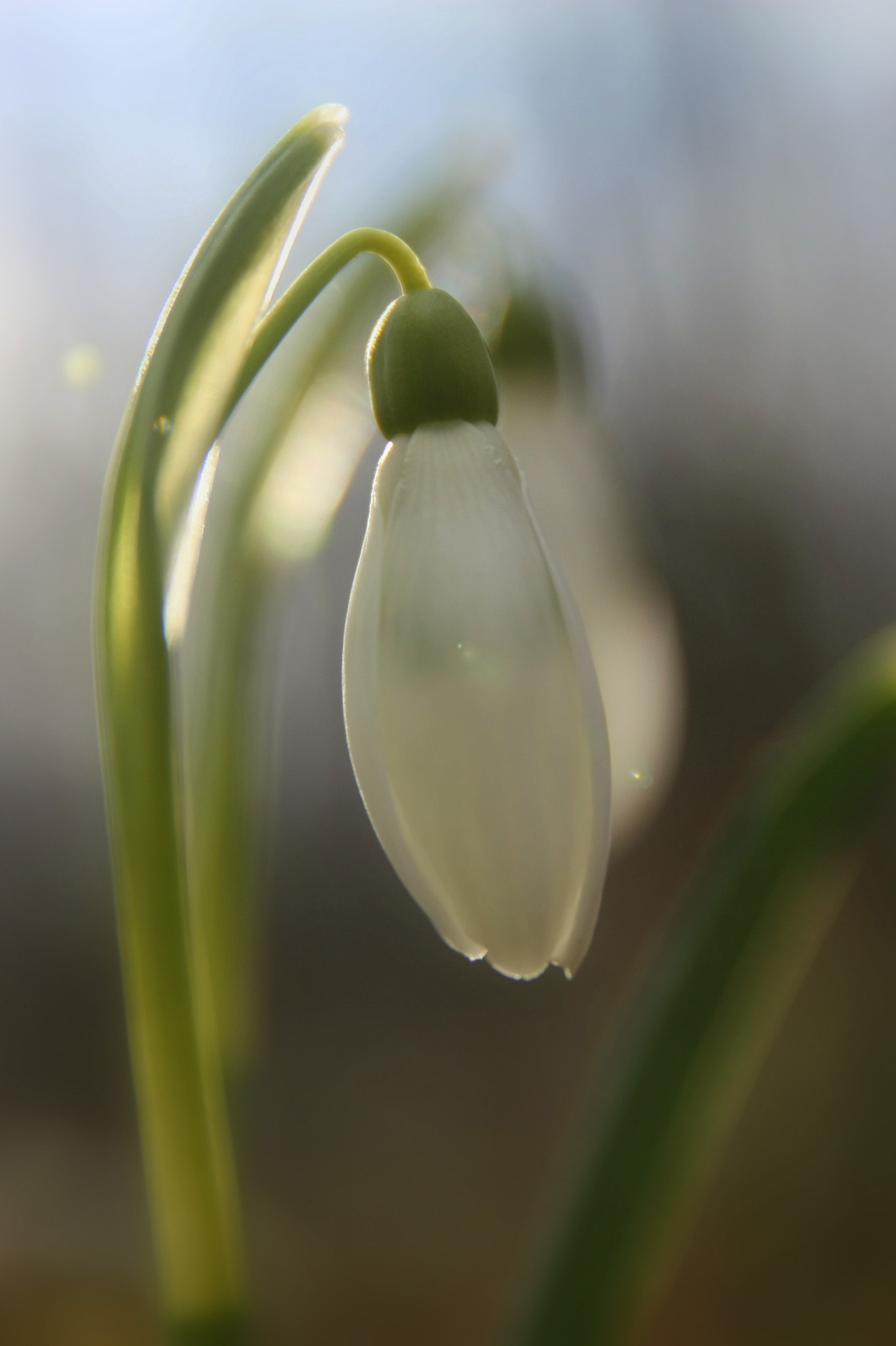 Canon EOS 450D (EOS Rebel XSi / EOS Kiss X2) + Canon EF 500mm F4L IS USM sample photo. Galanthus nivalis photography