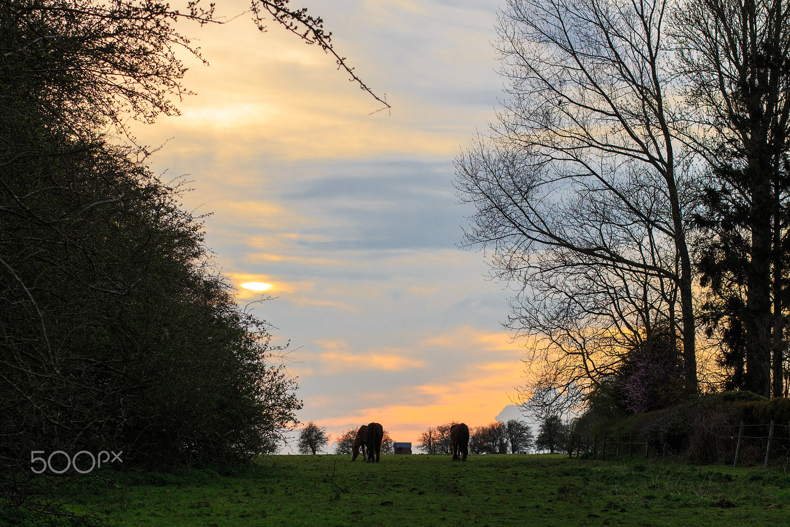 Canon EOS M + Canon EF 50mm F1.4 USM sample photo. Horses against the sunset photography