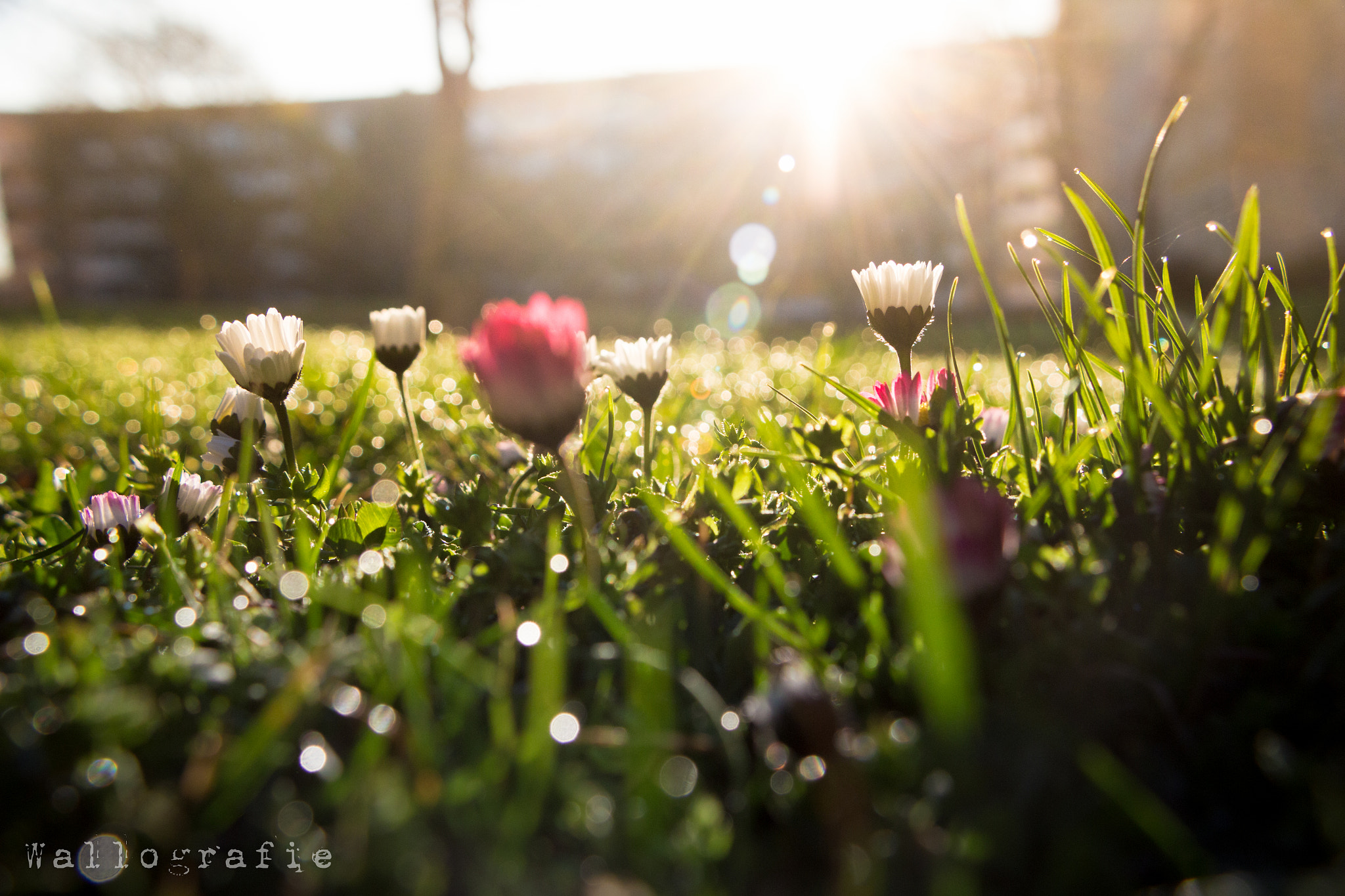 Canon EF-S 18-135mm F3.5-5.6 IS STM sample photo. Good morning photography