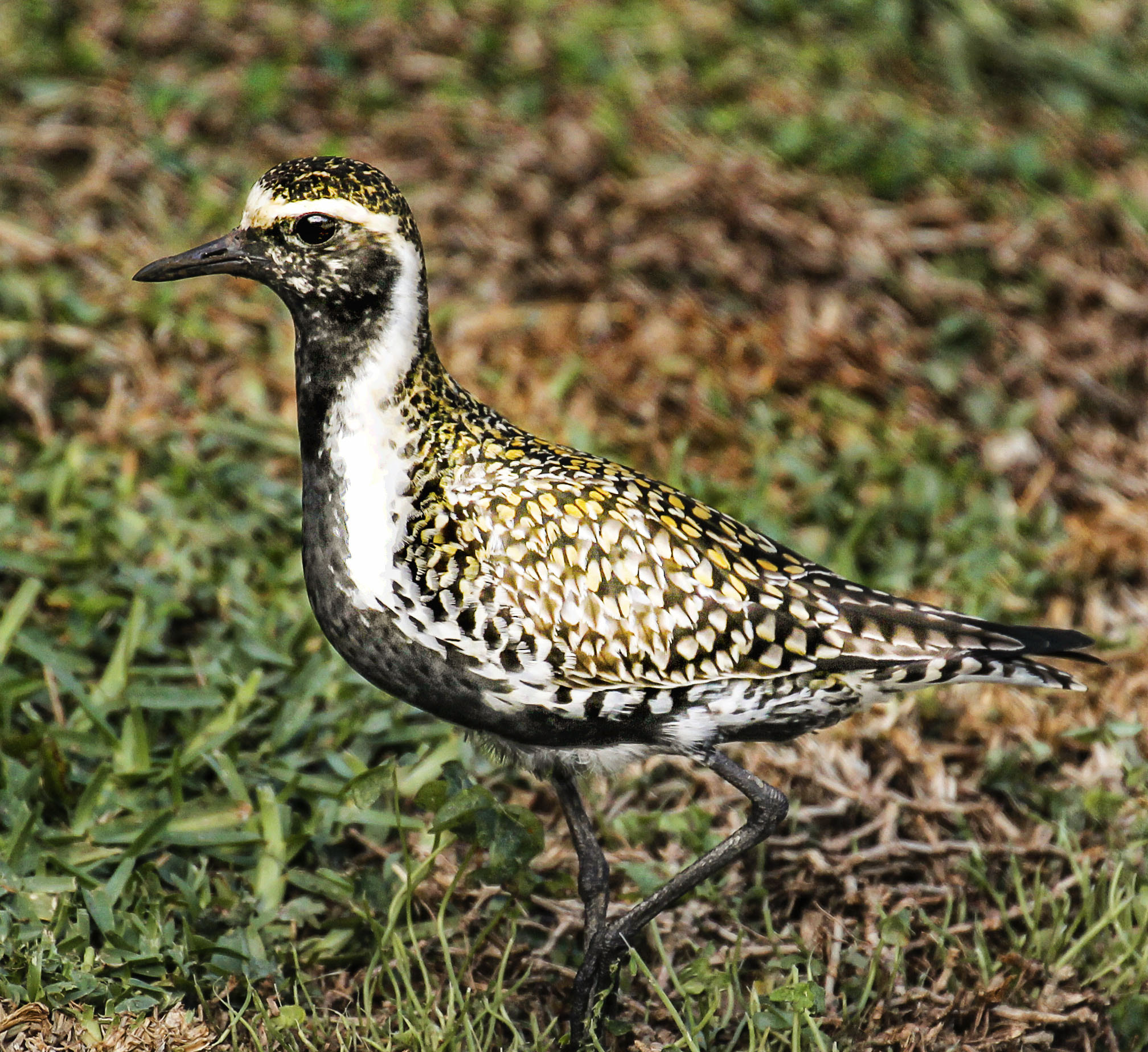 Canon EOS 550D (EOS Rebel T2i / EOS Kiss X4) + Canon EF 70-300mm F4-5.6L IS USM sample photo. Pacific golden plover photography