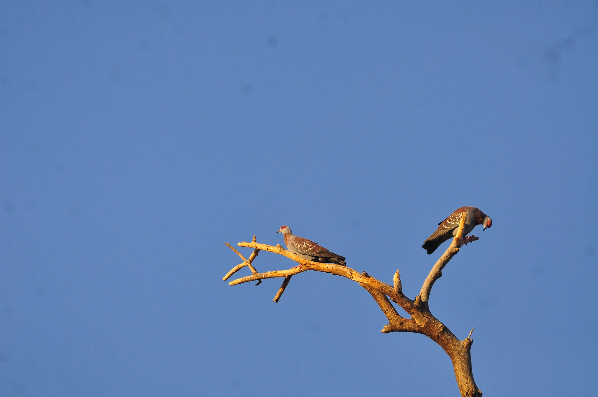 AF Zoom-Nikkor 70-300mm f/4-5.6D ED sample photo. Perched peace photography