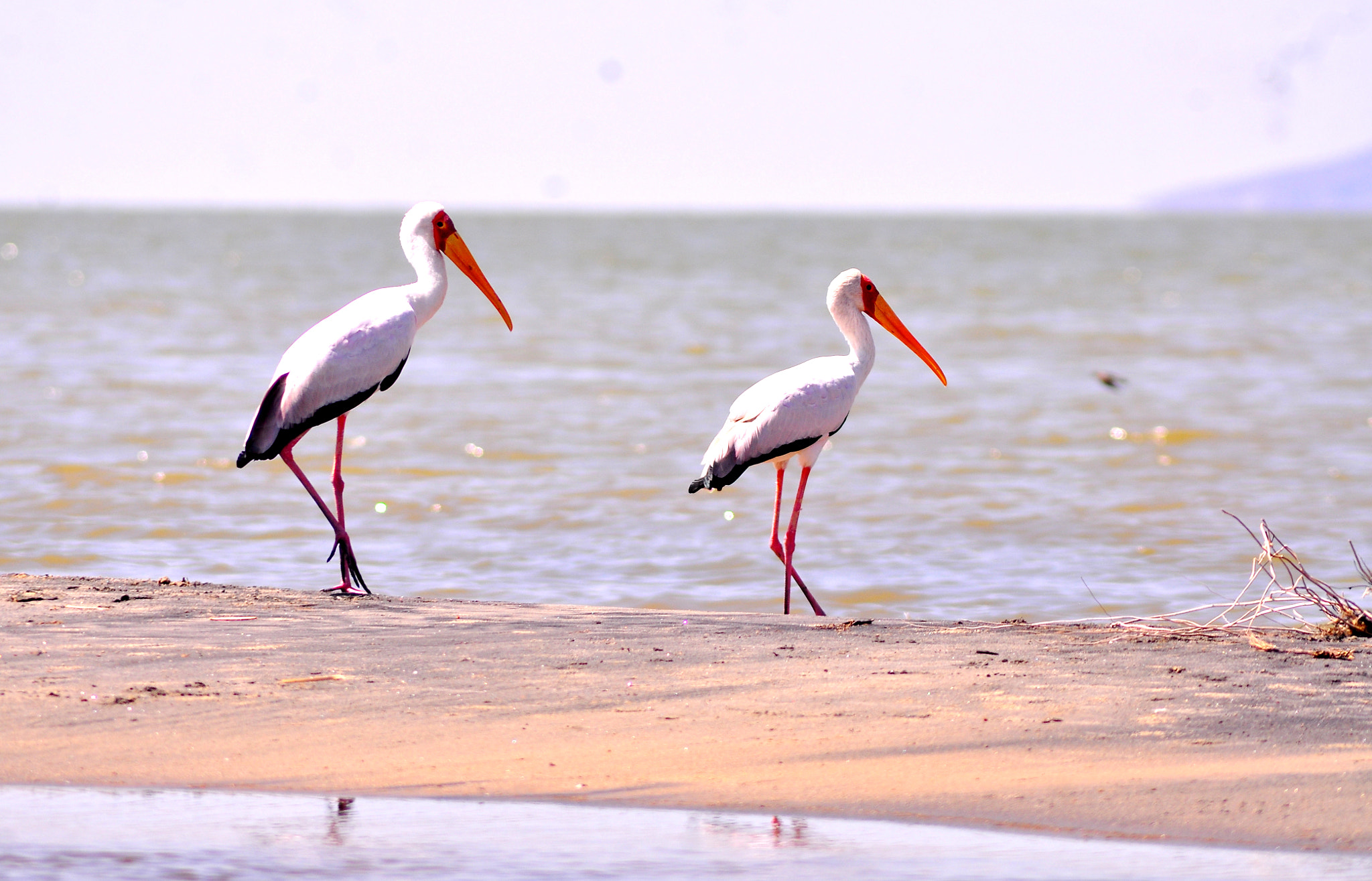 AF Zoom-Nikkor 70-300mm f/4-5.6D ED sample photo. The yellow-billed stork photography