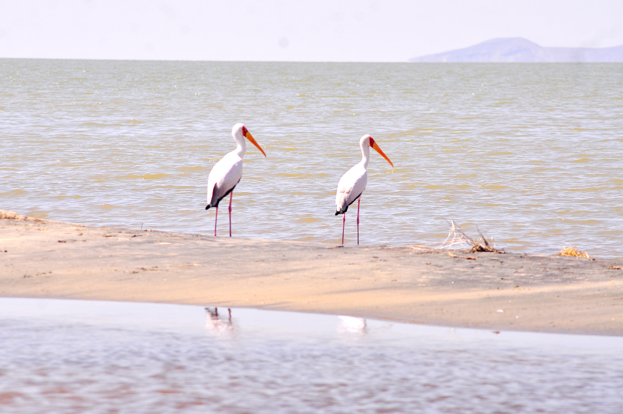 AF Zoom-Nikkor 70-300mm f/4-5.6D ED sample photo. Yellow-billed stork photography