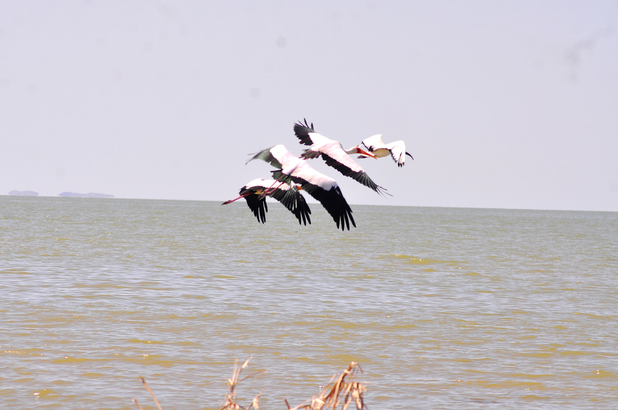 AF Zoom-Nikkor 70-300mm f/4-5.6D ED sample photo. Stork on flight photography