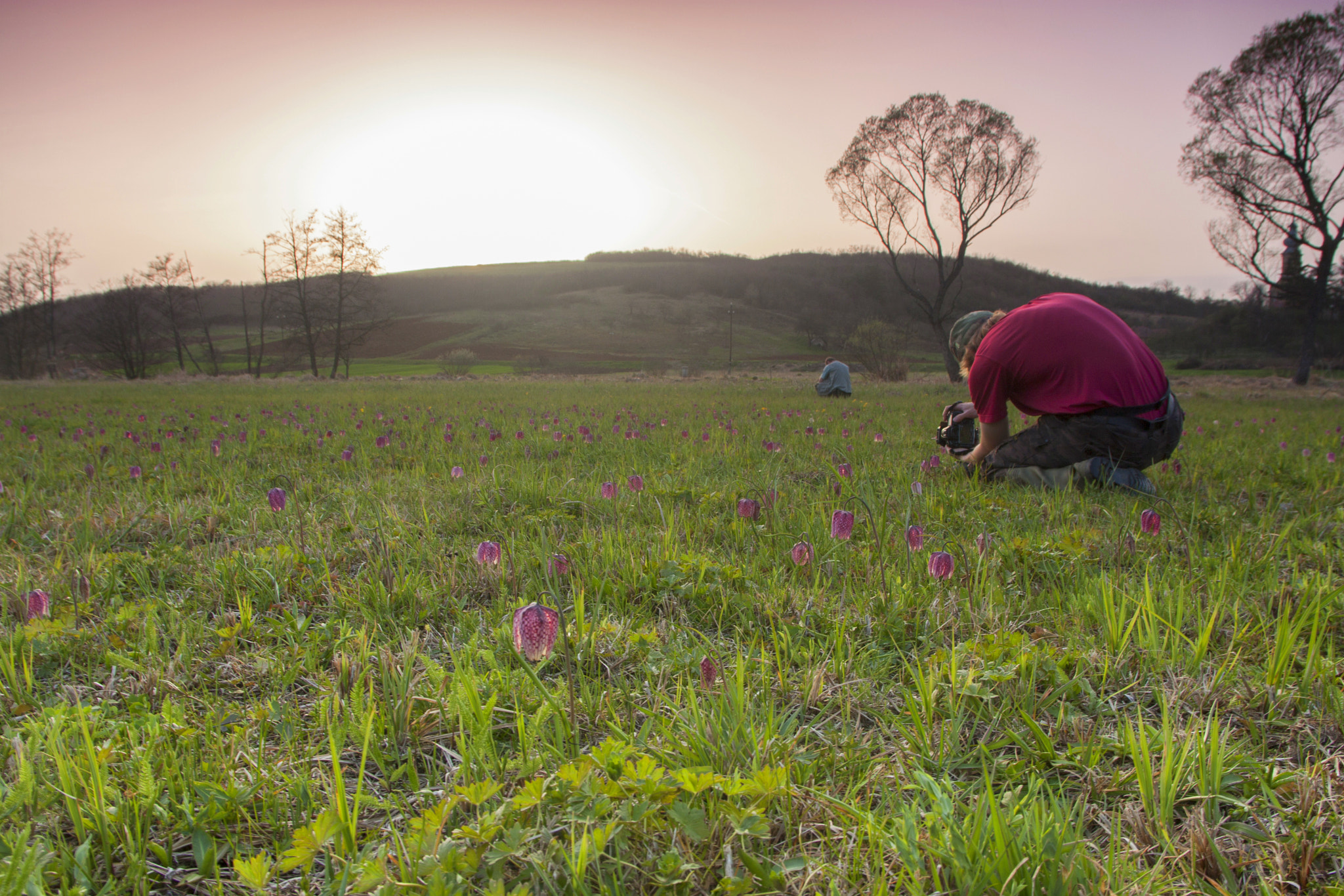 Canon EF 500mm F4L IS USM sample photo. Fritillaria meleagris - photographers at work photography