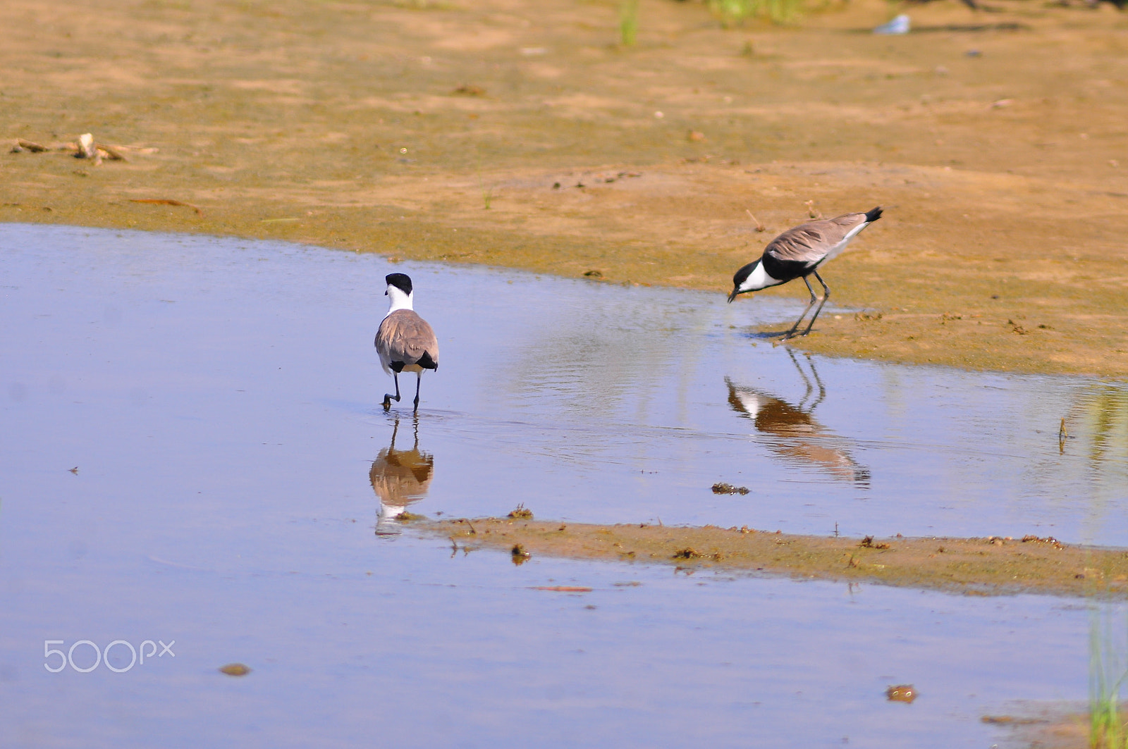 AF Zoom-Nikkor 70-300mm f/4-5.6D ED sample photo. Spurwing lapwings photography