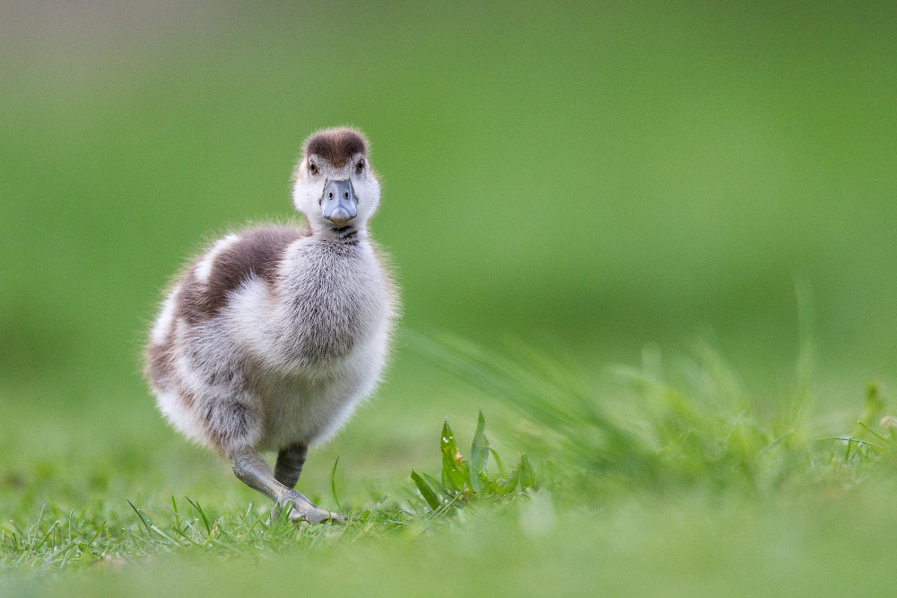 Canon EF 400mm F2.8L IS II USM sample photo. Egyptian goose photography
