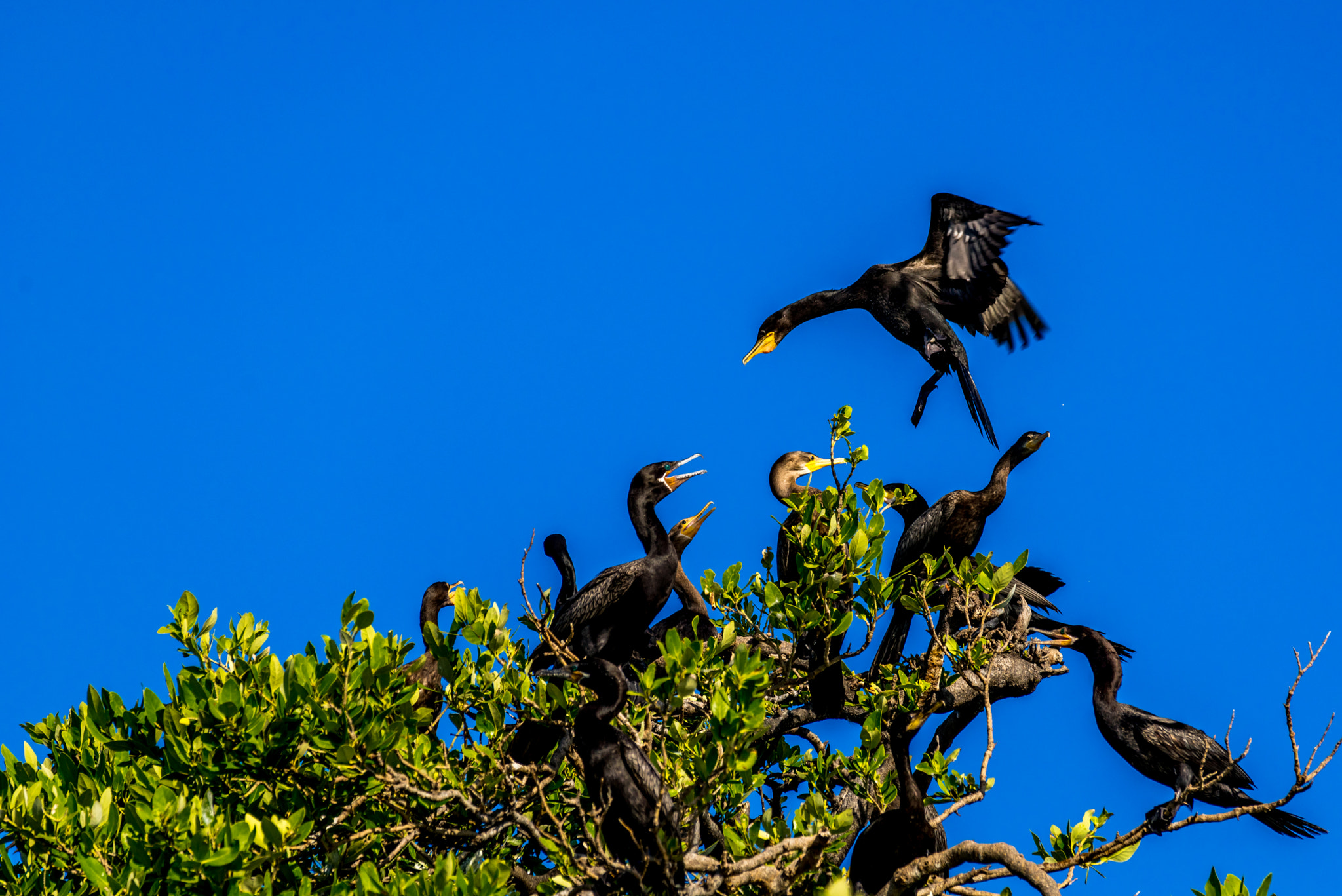 Sony 70-300mm F4.5-5.6 G SSM sample photo. Black kormorans photography