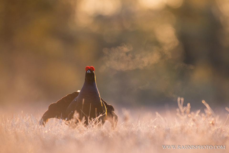 Nikon AF-S Nikkor 300mm F2.8G ED VR II sample photo. The call photography
