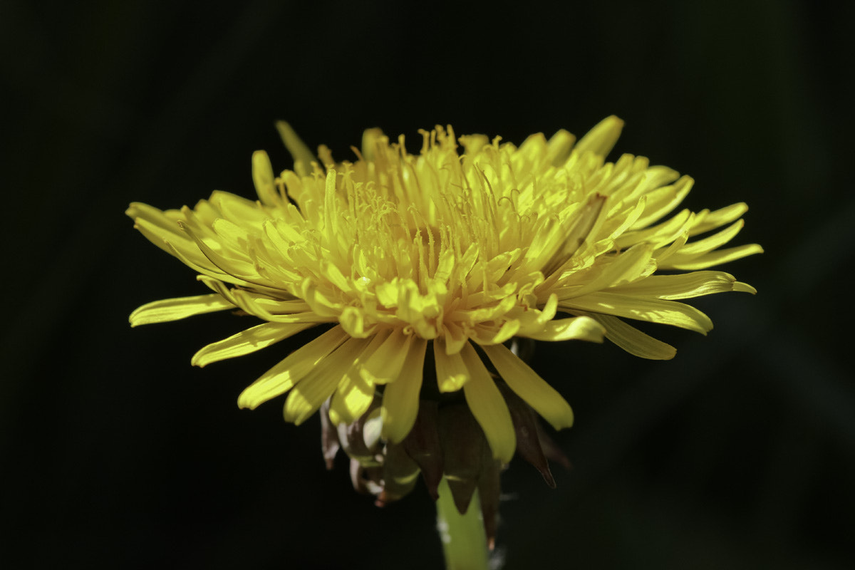 Canon EOS 700D (EOS Rebel T5i / EOS Kiss X7i) + Sigma 105mm F2.8 EX DG Macro sample photo. Dandelion photography
