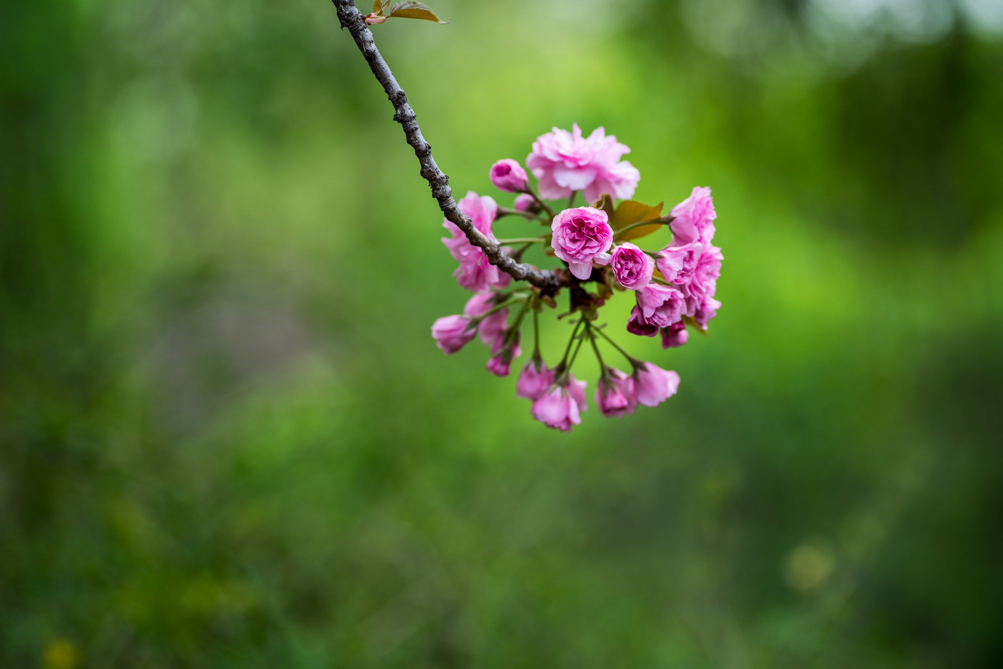 Voigtlander Macro APO-Lanthar 125mm F2.5 SL sample photo. Sakura photography