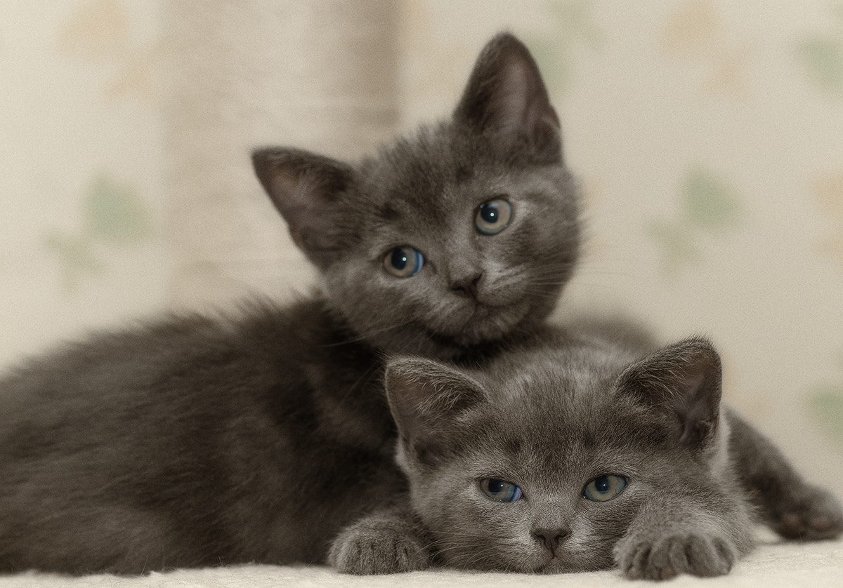 Sony Alpha DSLR-A850 + Minolta AF 100mm F2.8 Macro [New] sample photo. Sisters. photography