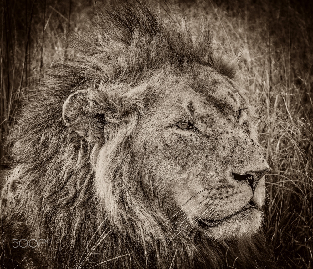 70.00 - 300.00 mm f/4.5 - 5.6 sample photo. Lion photography