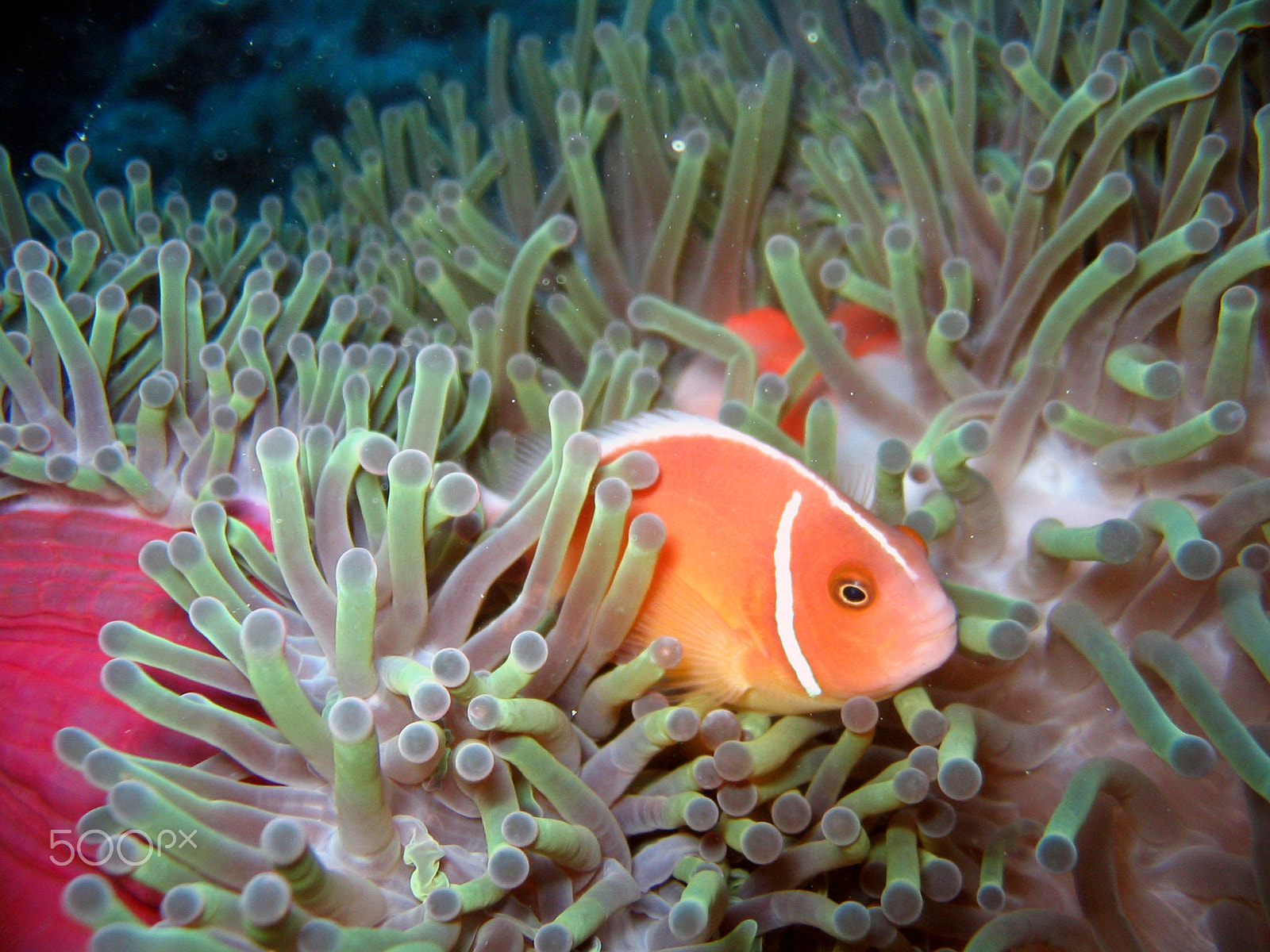 Canon POWERSHOT A70 sample photo. Pink skunk clownfish photography