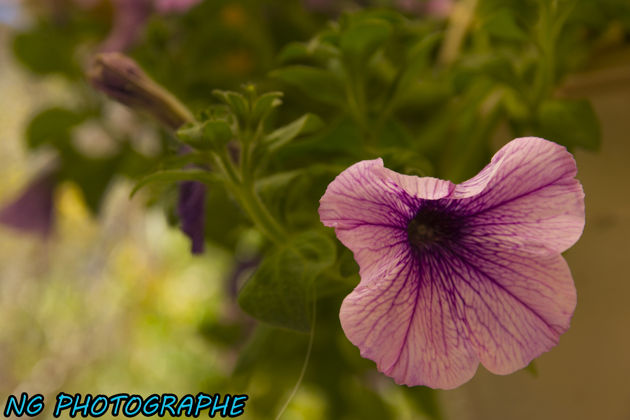 Sigma 17-70mm F2.8-4 DC Macro OS HSM | C sample photo. () photography